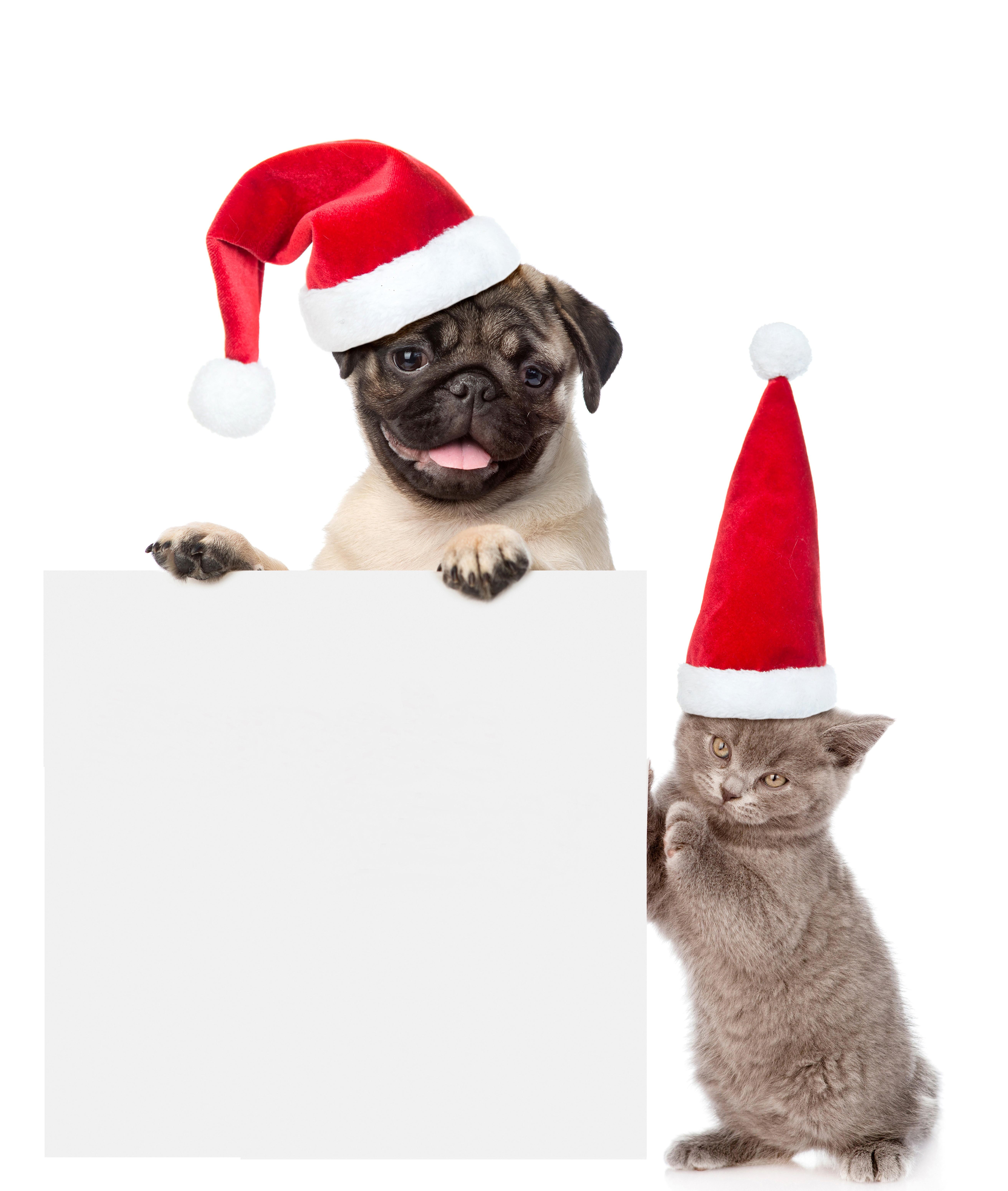 5250x6200 4K, 5K, Christmas, Dogs, Cats, White background, Template greeting card, Two, Winter hat, Pug, Kittens. Mocah HD Wallpaper