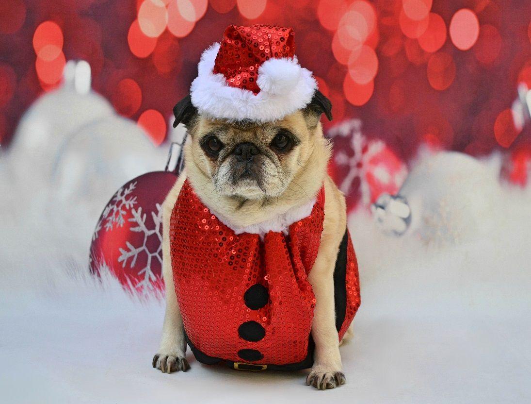 Christmas Pug Wallpapers - Top Free Christmas Pug Backgrounds ...