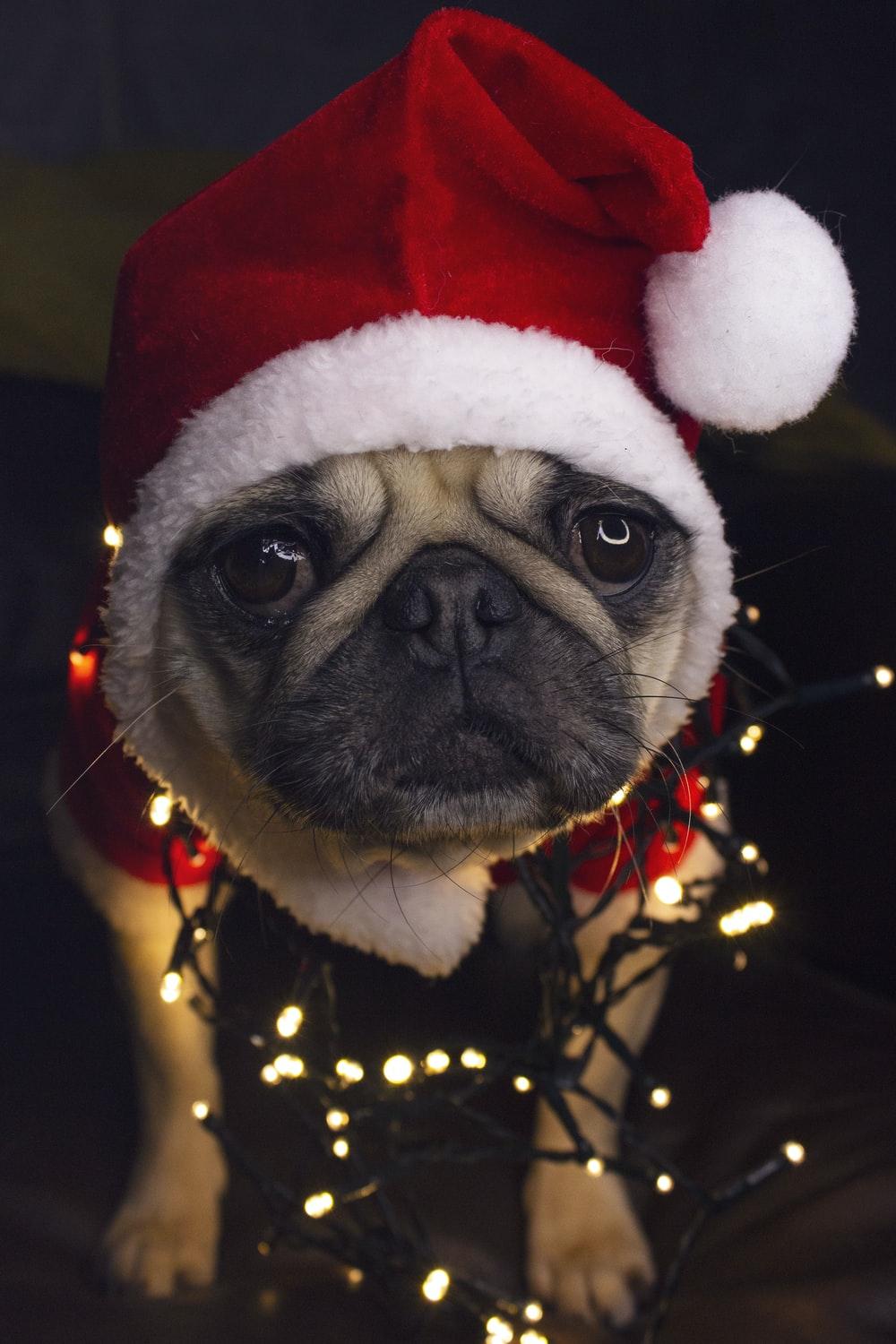 Christmas Pug Wallpapers - Top Free Christmas Pug Backgrounds ...