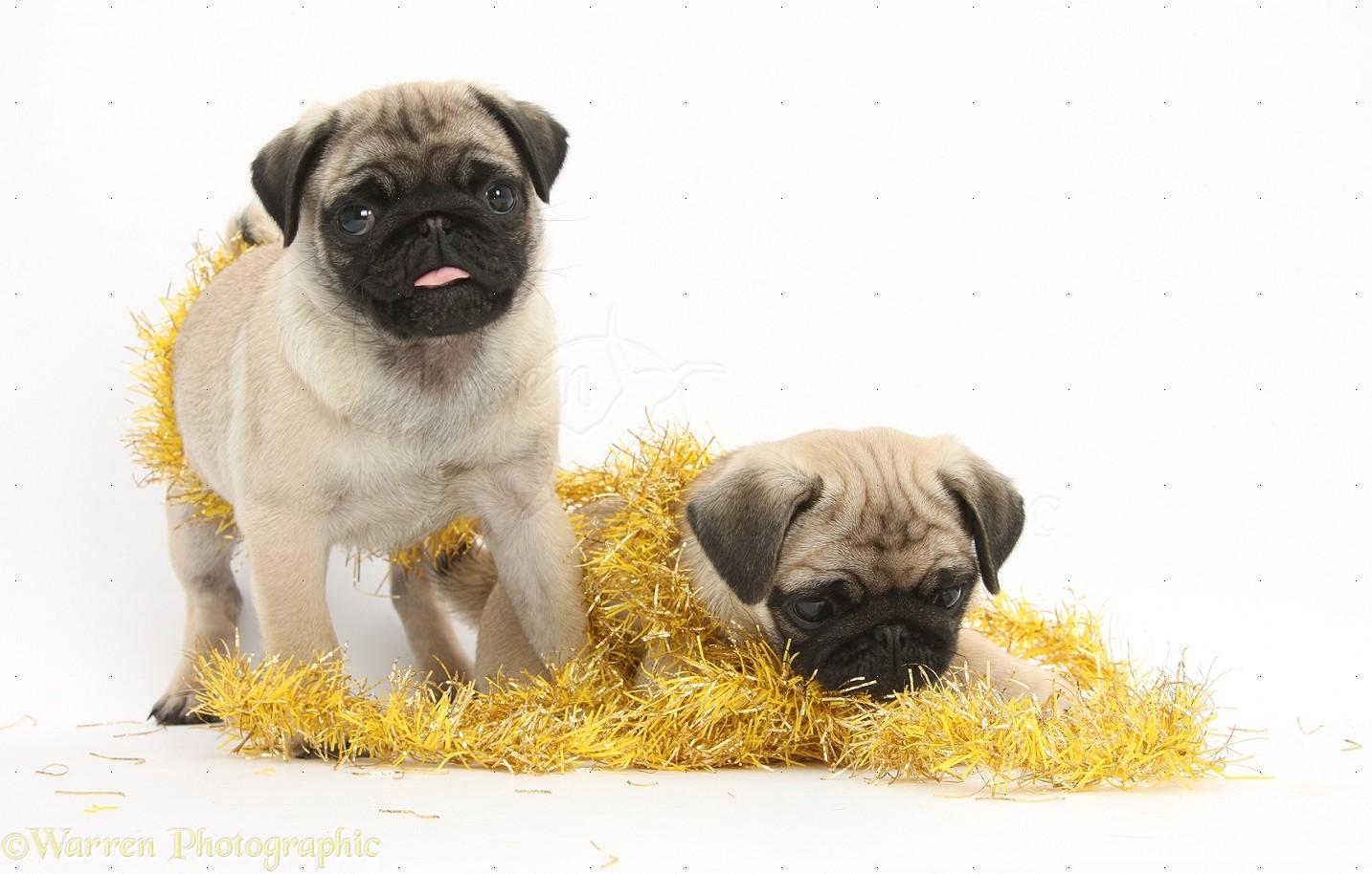 1433x914 Dogs: Fawn Pug pups, playing with Christmas tinsel photo WP38358