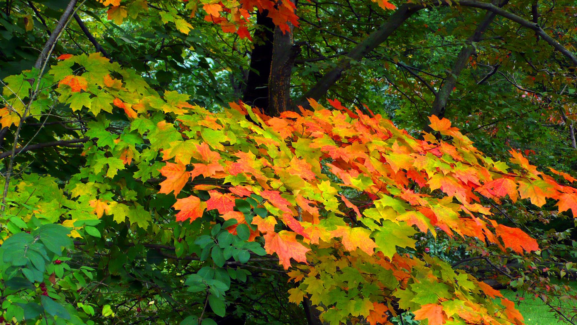 Fall definition. Природа осень листопад. Early Fall. Colors of autumn 94. Leaves and Bark on the ground.