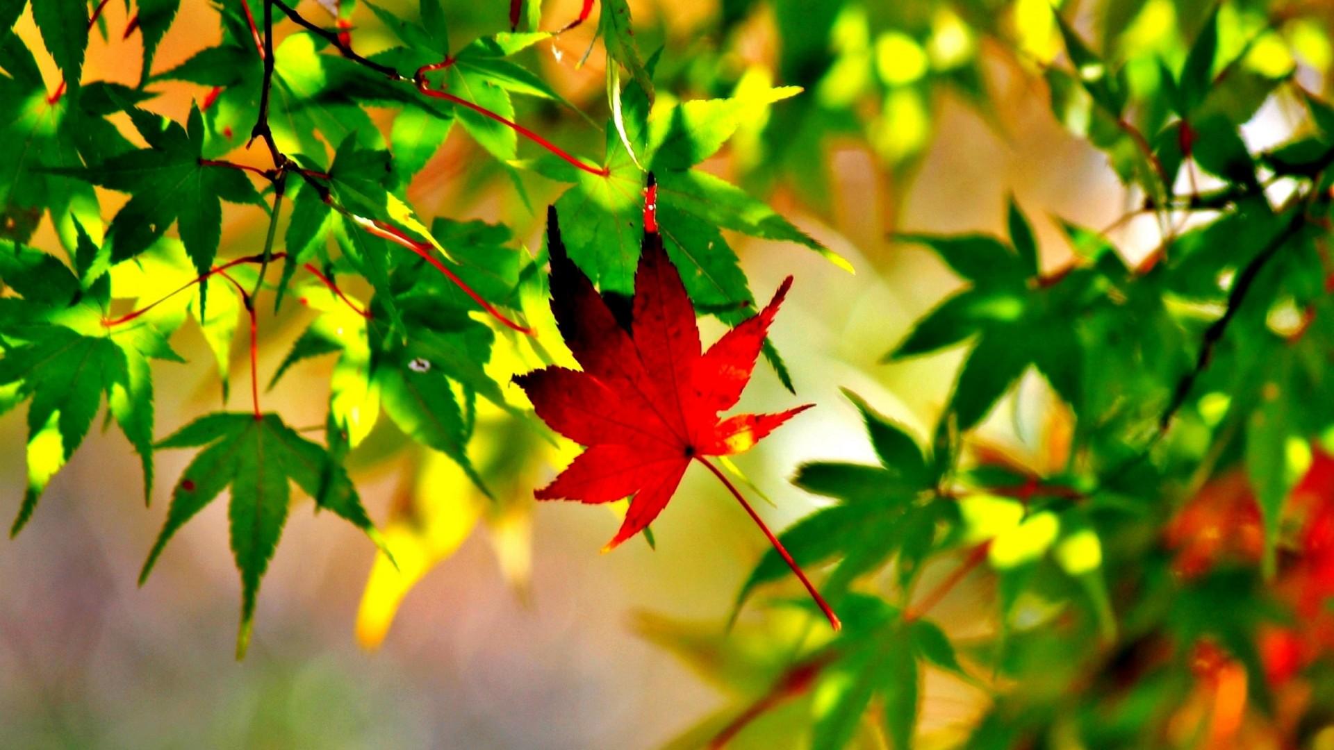 1920x1080 Autumn Leaves Nature Trees Branch Ultra 2560x1600 HD Wallpaper 1625296 :