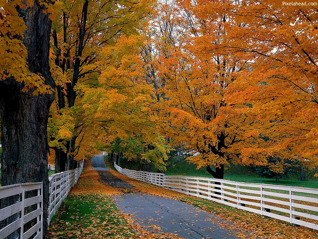 1024x768 Free download Fall wallpaper Deary Chibbi [1024x768] for your Desktop, Mobile & Tablet. Explore Free Early Fall Desktop Wallpaper. Free Desktop Wallpaper, HD Fall Wallpaper for Desktop, Fall Wallpaper