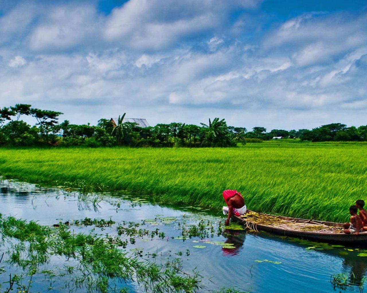 1280x1024 Bangladesh Sonargaon Rice Fields Beautiful Landscape Country In South Asia Lush Vegetation Foliage Desktop HD Wallpaper 1920x1200 :