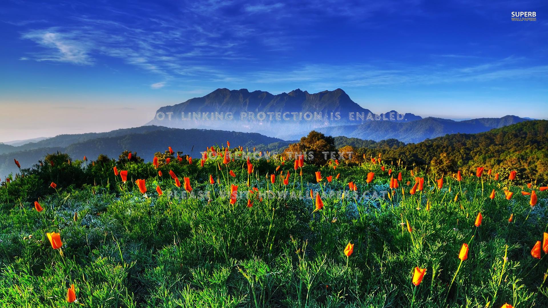 1920x1080 spring thailand south east asia nature
