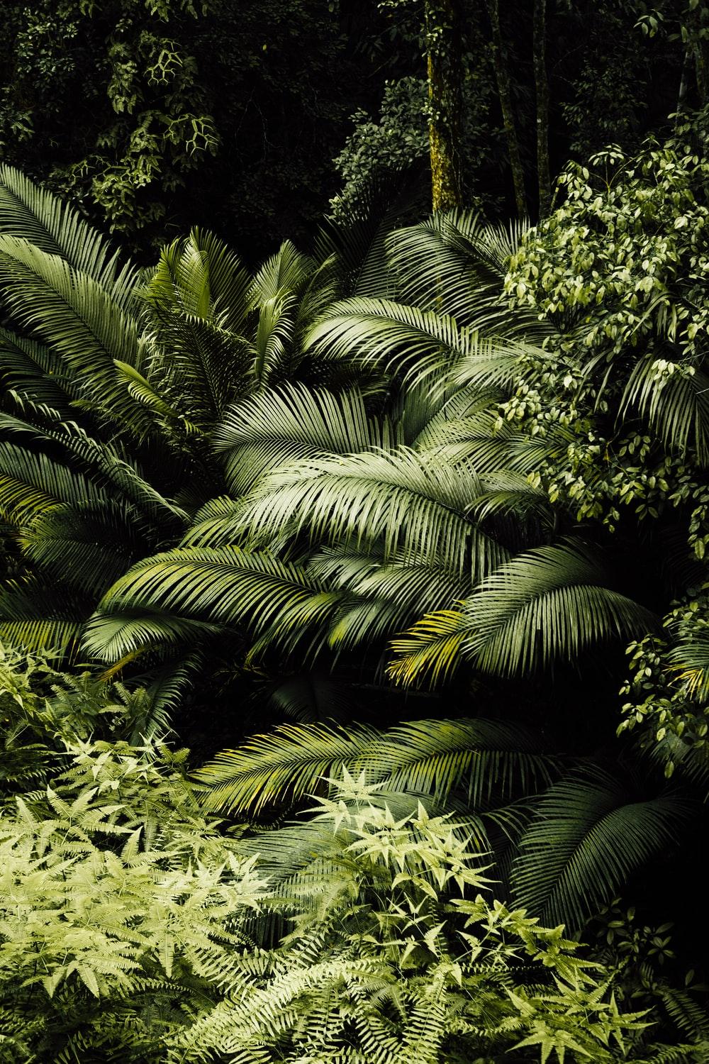 1000x1500 Southeast Asia Picture. Download Free Image