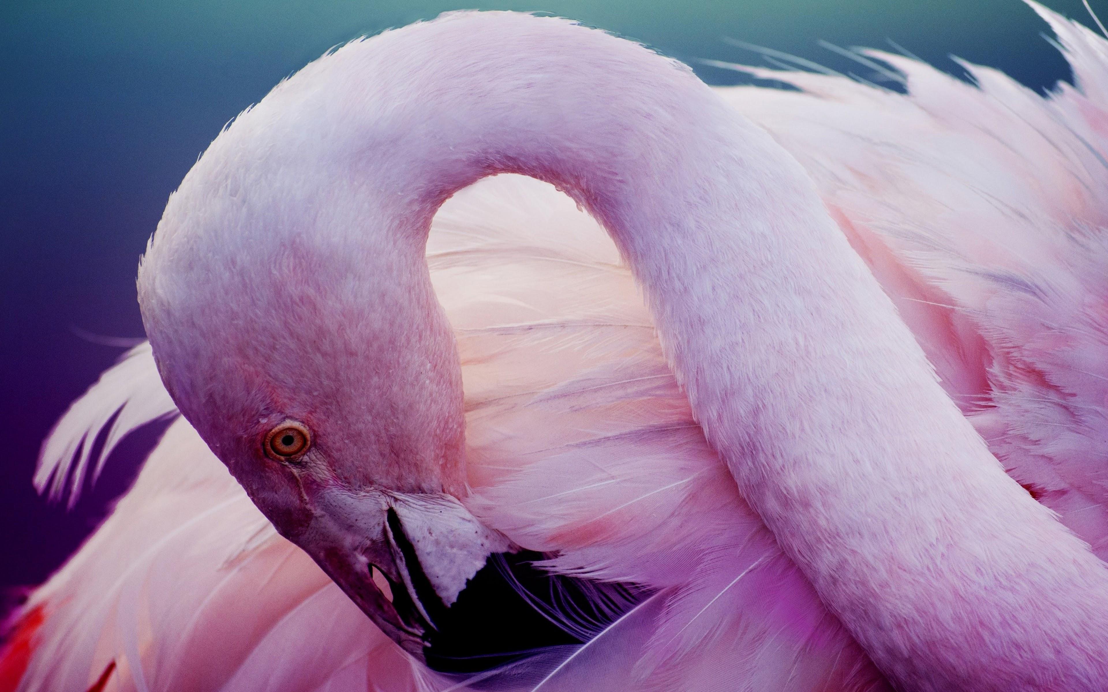 Какое животное розовое. Розовый Фламинго. Розовый Фламинго цвет. Розовая птица. Розовый Фламинго перья.