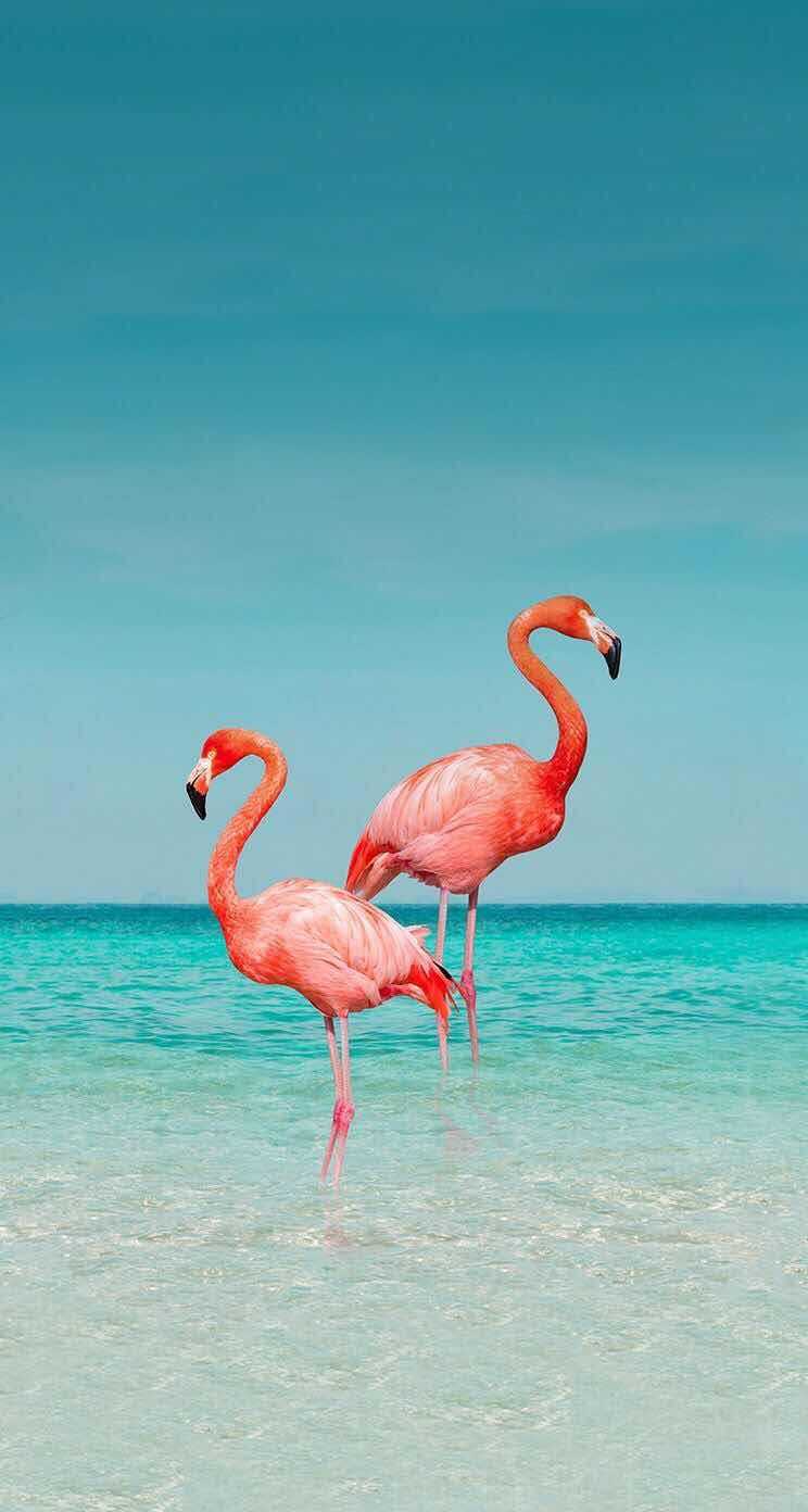 Pink Flamingo Laptop Wallpapers Top Free Pink Flamingo Laptop