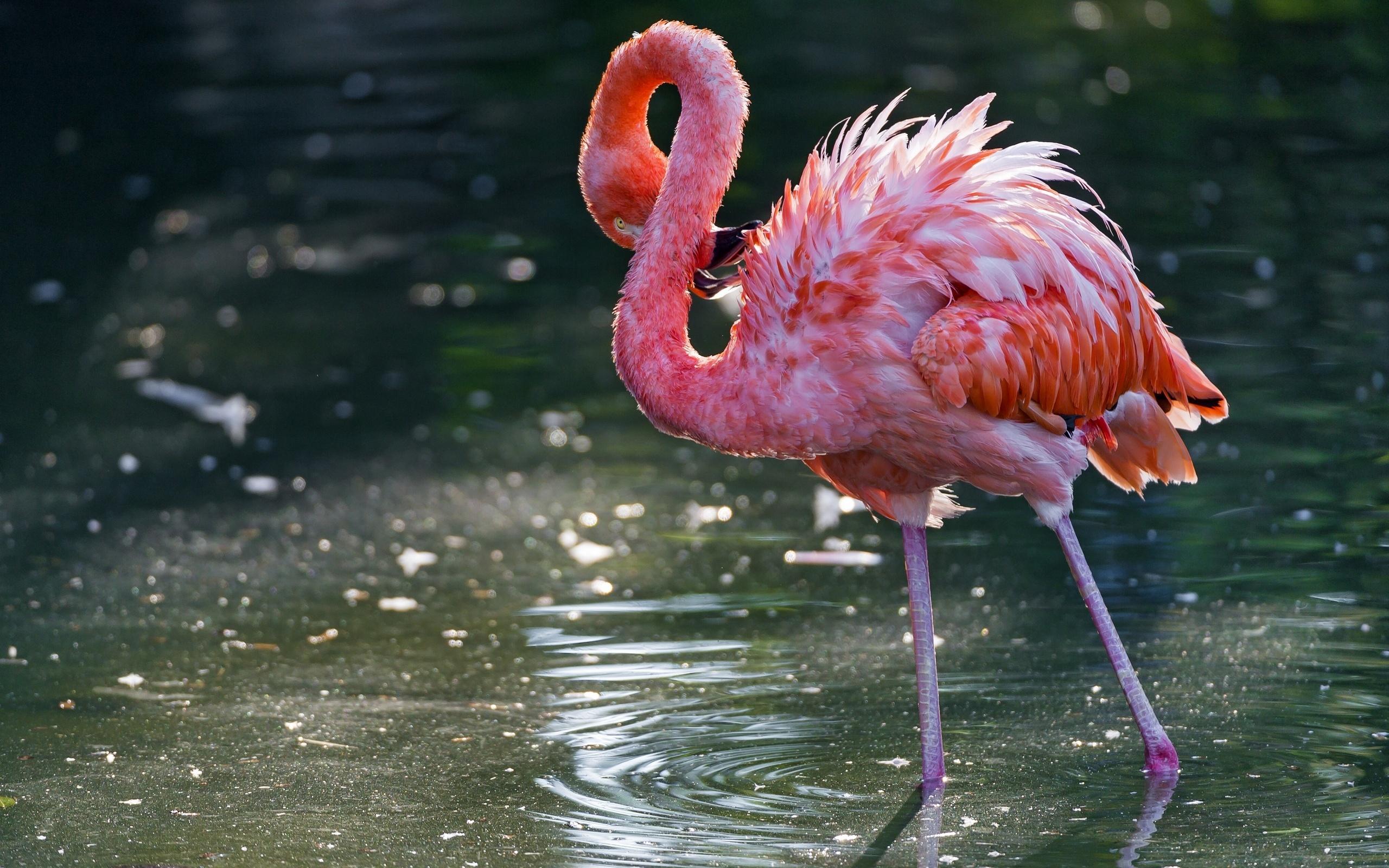 2560x1600 Flamingo Wallpaper HD Flamingo HD