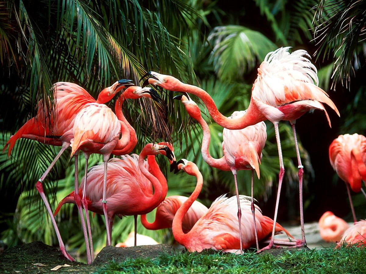 1200x900 Laptop Flamingo, Bird, Greater Flamingo background picture. FREE Download image