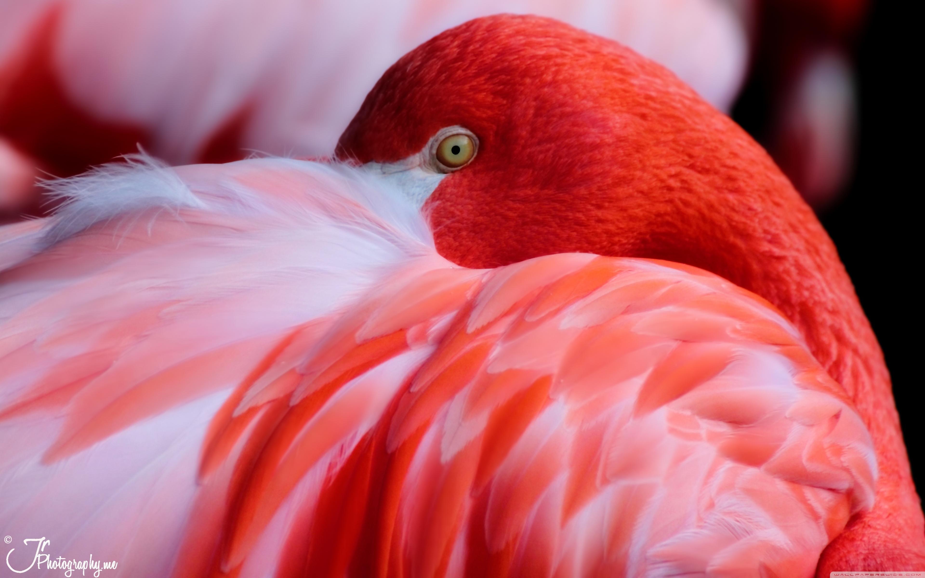 3840x2400 Red Flamingo Ultra HD Desktop Background Wallpaper for 4K UHD TV : Widescreen & UltraWide Desktop & Laptop : Tablet