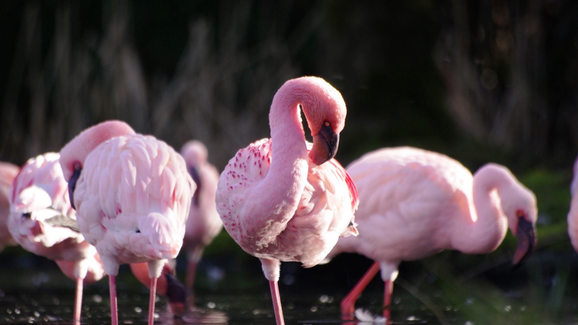 1920x1080 Wildlife, Birds, Flamingos, Wallpaper HD Desktop