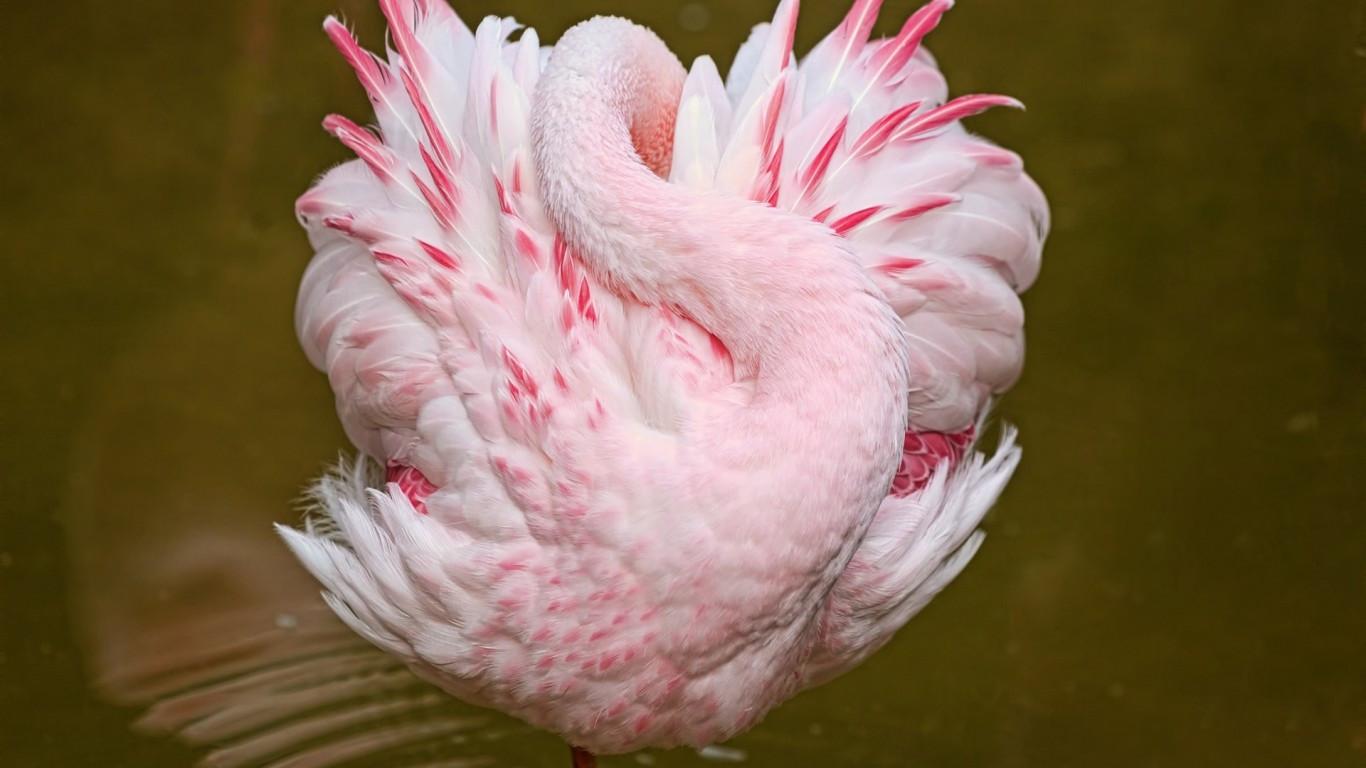1366x768 Download 1366x768 Pink Flamingo, Posing, Birds, Feathers Wallpaper for Laptop, Notebook