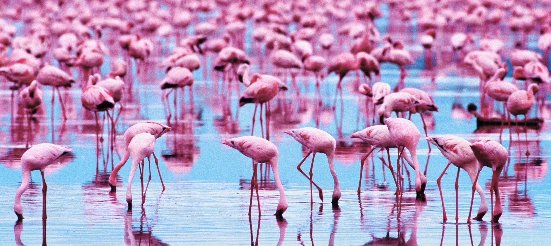 1920x857 Free download Flamingo Wallpaper Full HD Picture [1920x857] for your Desktop, Mobile & Tablet. Explore Flamingo Wallpaper. Flamingo Desktop Wallpaper, Flamingo Print Wallpaper, Free Pink Flamingo Computer Wallpaper