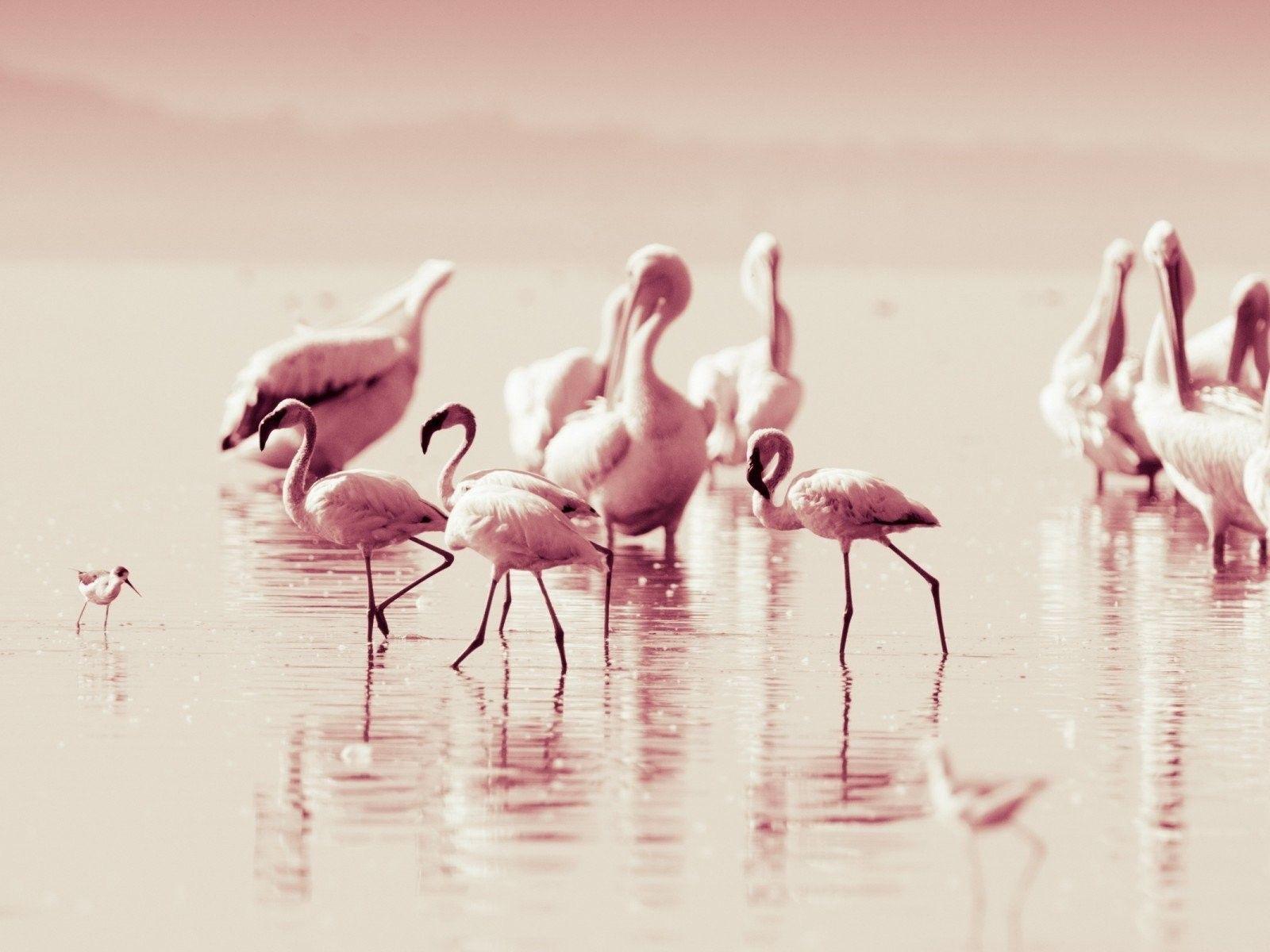 1600x1200 Wonderful Flamingoes bird with big legs. Animal Wallpaper. HD Wallpaper Download for iPad and iPhone Widescr. Flamingo wallpaper, Flamingo, Bird wallpaper