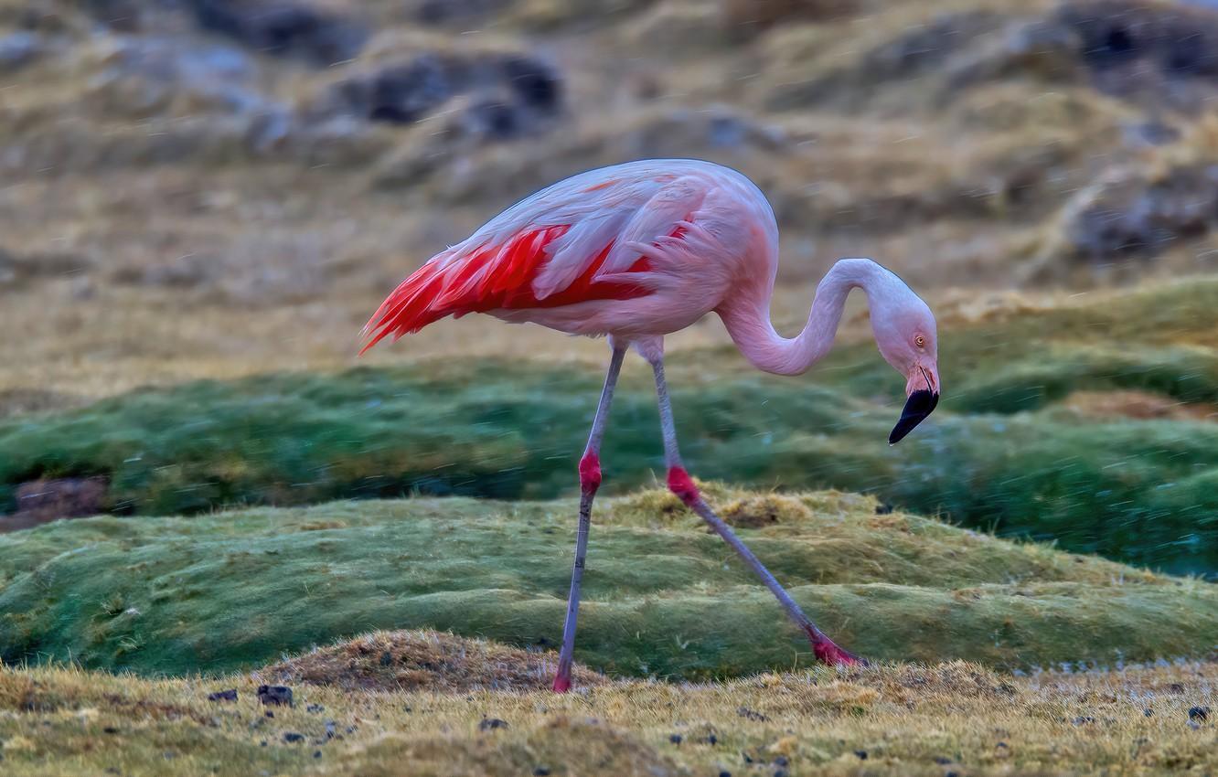 1332x850 Photo Wallpaper Field, Nature, Pose, Rain, Bird, Flamingo