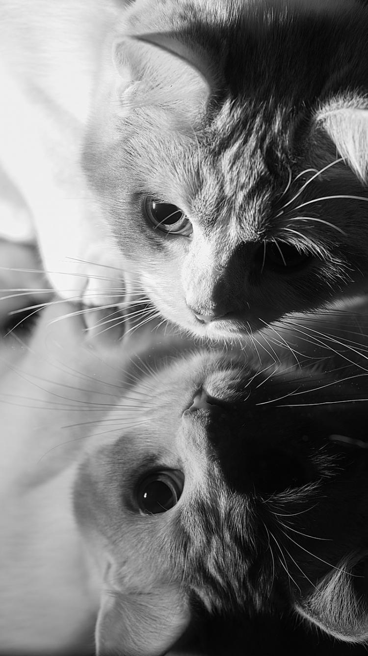 Mirror Effect Wallpapers Top Free Mirror Effect Backgrounds WallpaperAccess