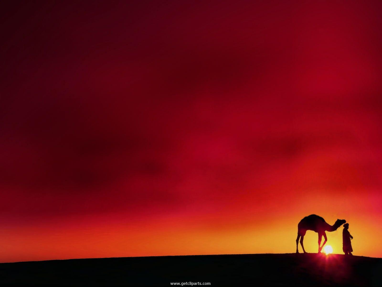 1600x1200 Private Site. Camels desert, Egypt, Sunset background