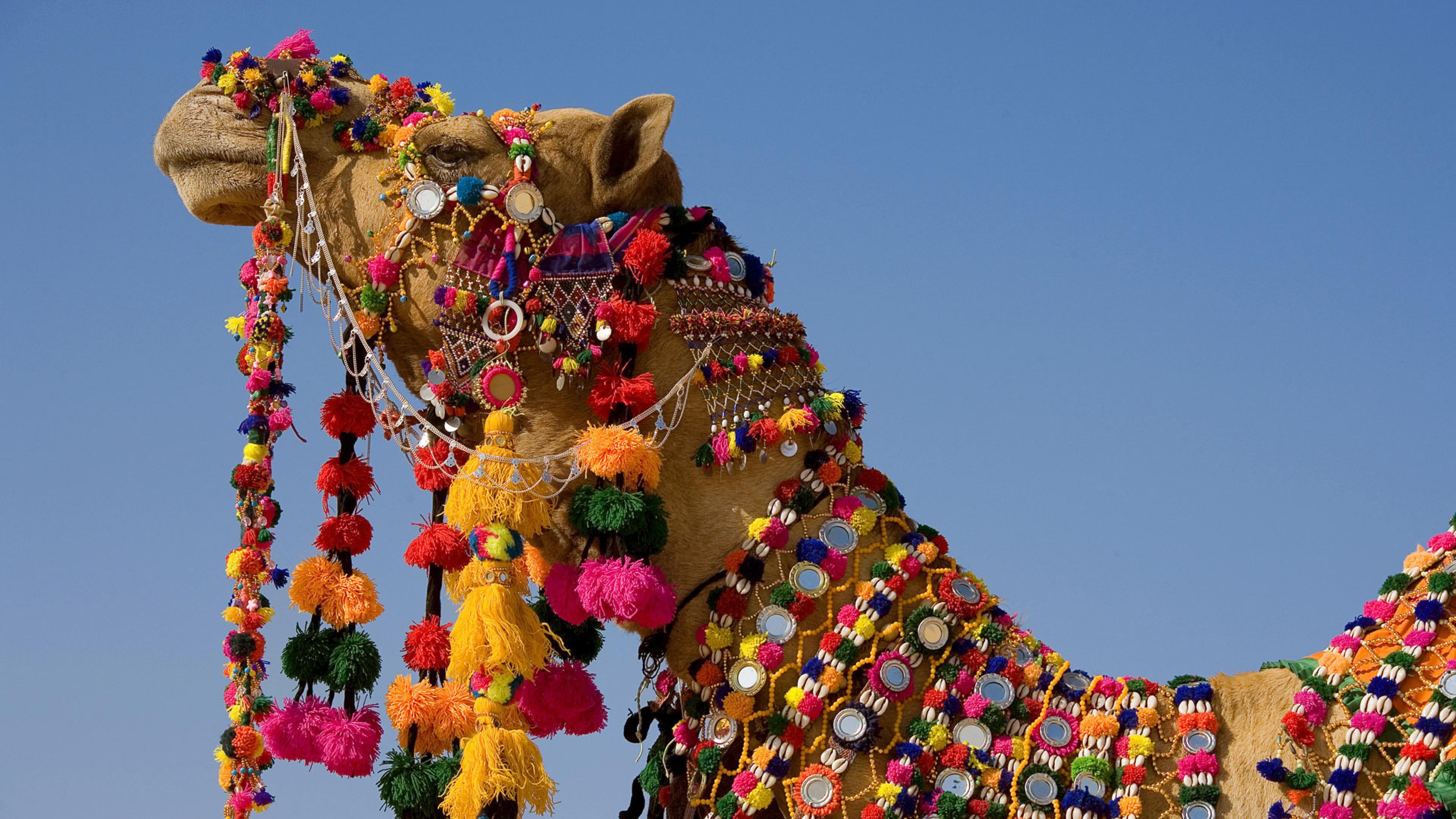 3840x2160 Rajasthan Camel