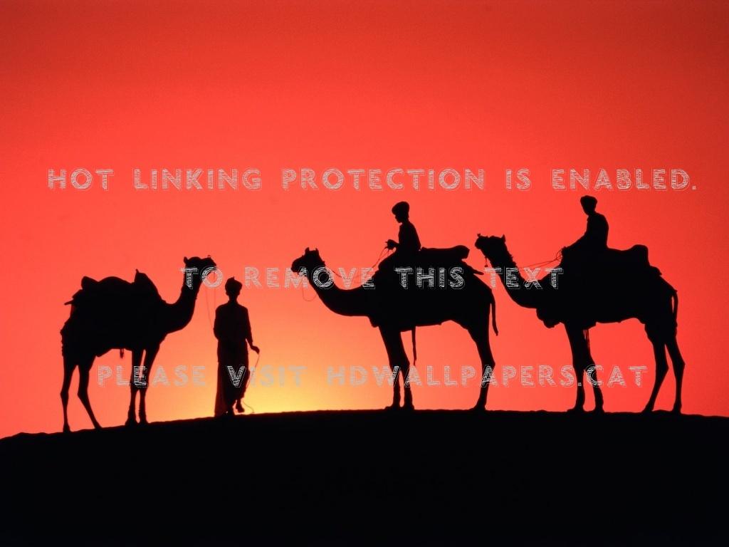1024x768 camels in rajasthan india nature sunrise of