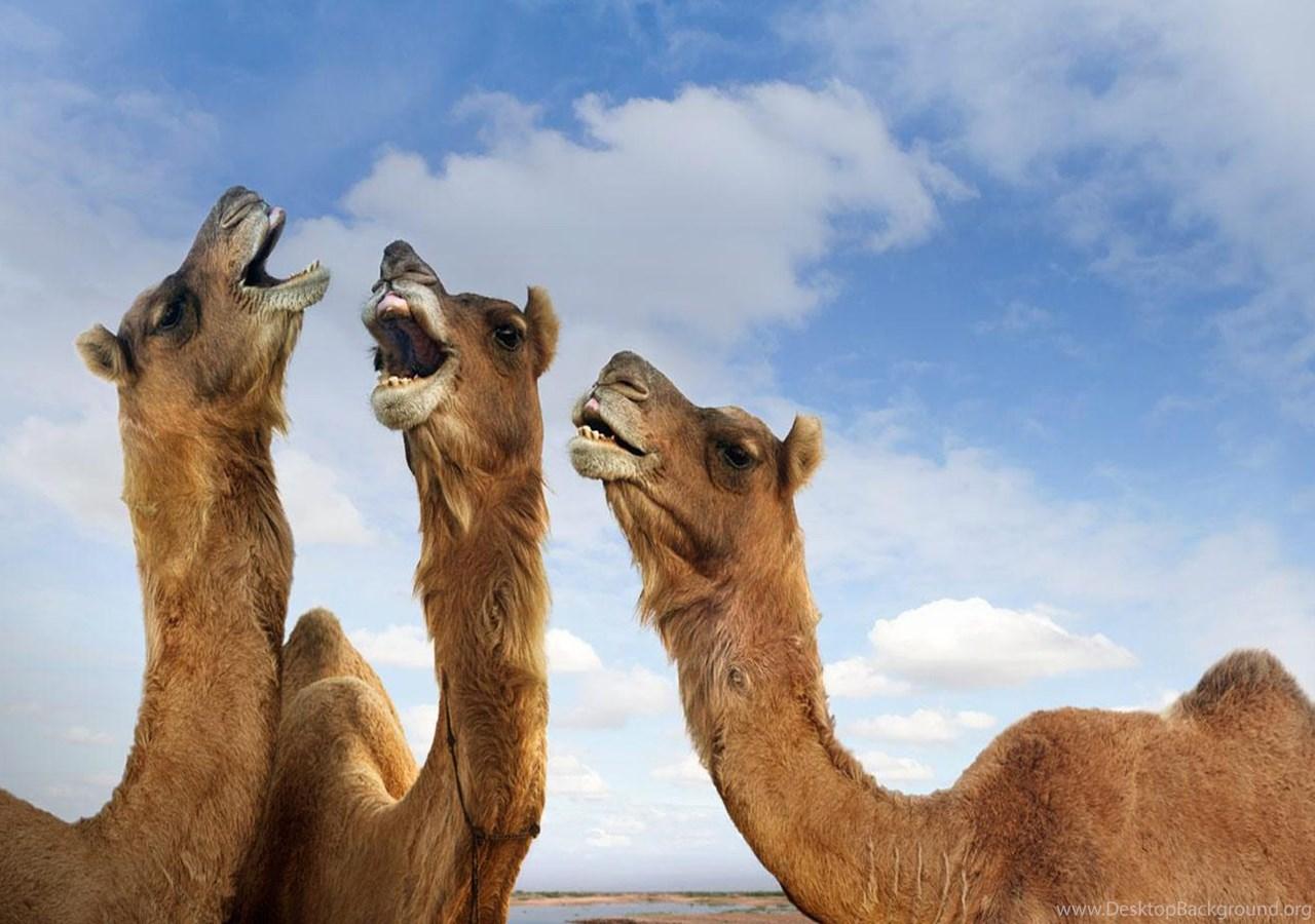 1280x900 Three Camel In Rajasthan India HD Free Desktop Wallpaper Free HD. Desktop Background