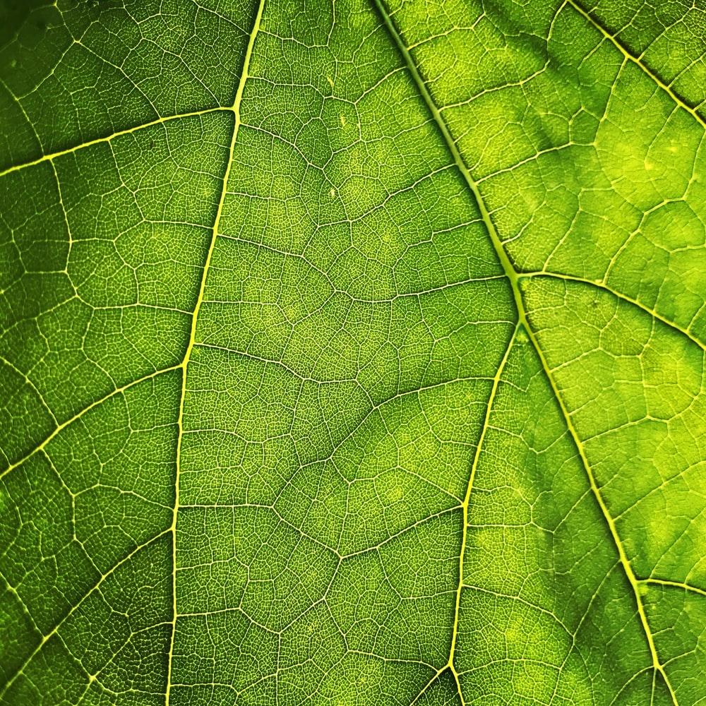 1000x1000 Leaf Texture Picture. Download Free Image