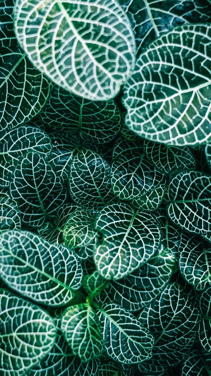 736x1308 Leaves Close Up Texture Wallpaper, Android & Desktop Background. Beautiful wallpaper for iphone, Mobile wallpaper, Floral illustration free