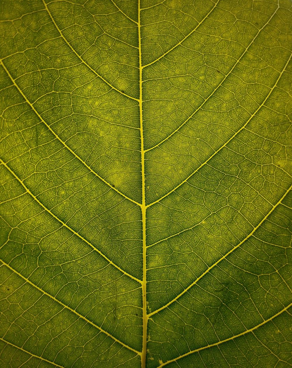1000x1260 Leaf Texture Picture. Download Free Image