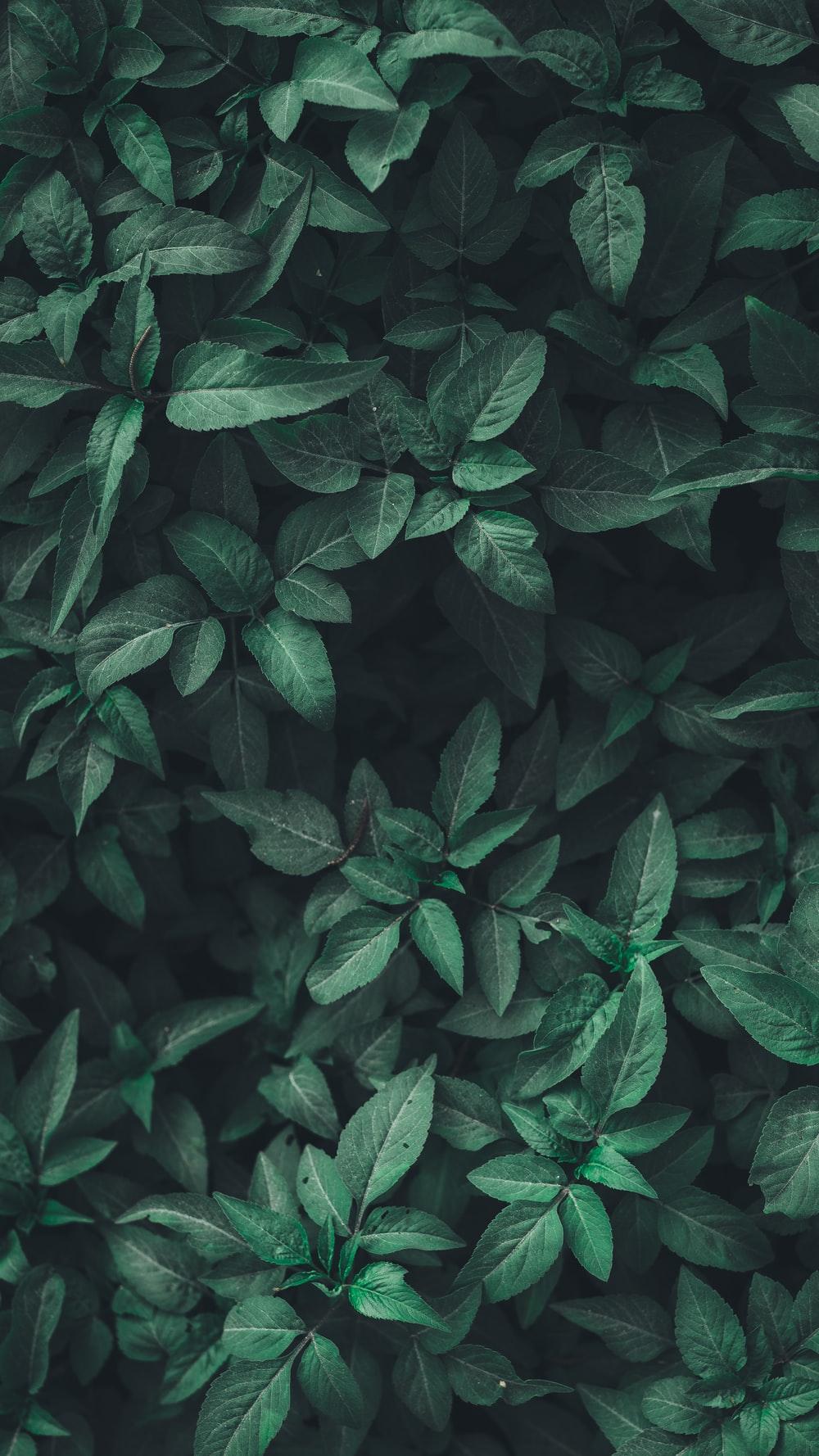 1000x1778 Leaves Texture Picture. Download Free Image