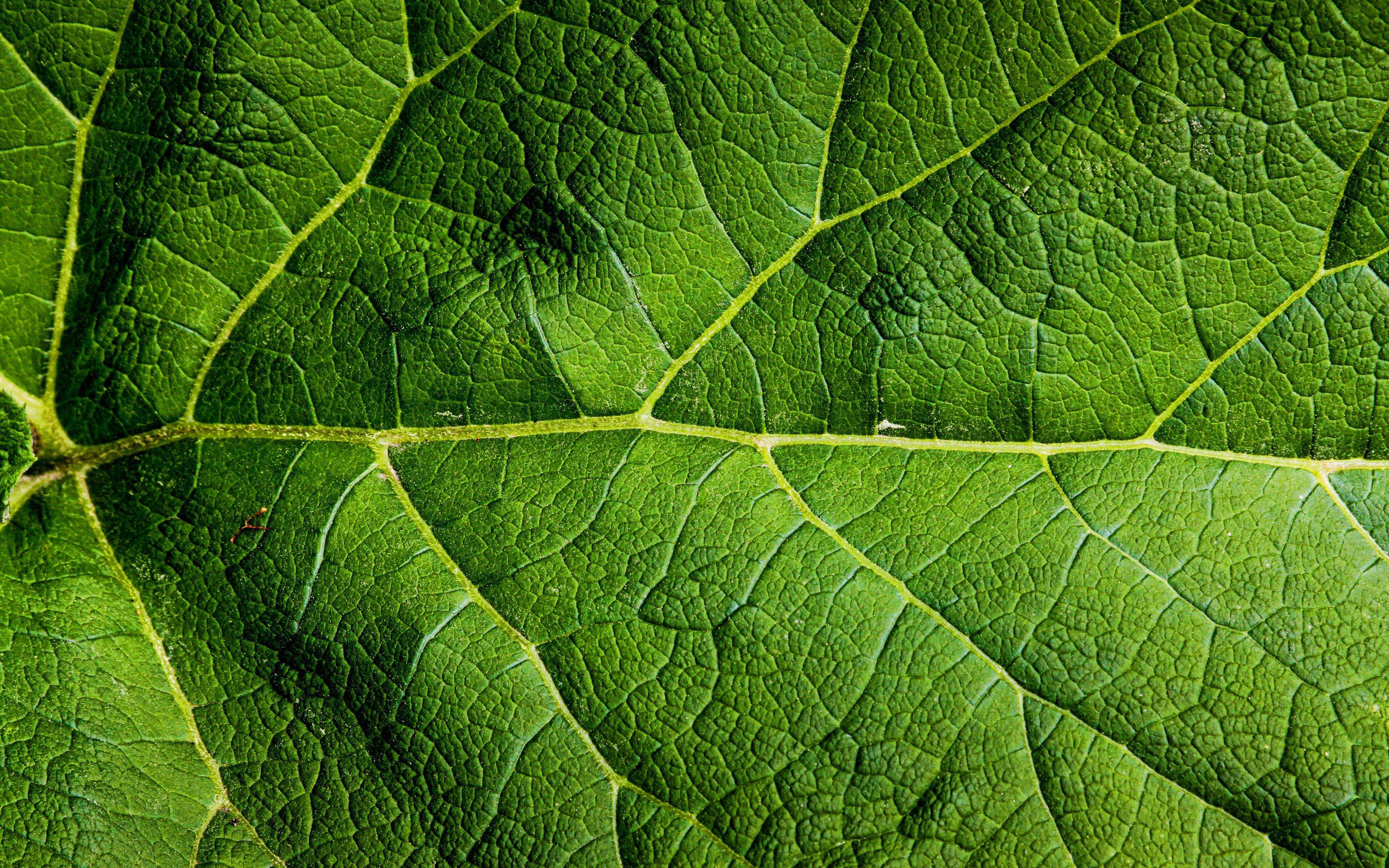 3840x2400 Download Wallpaper Green Leaves Texture, Macro, 4k, Leaves, Leaves Texture, Green Leaf, Close Up, Leaf Pattern, Leaf Textures, Green Leaves For Desktop With Resolution 3840x2400. High Quality HD Picture Wallpaper