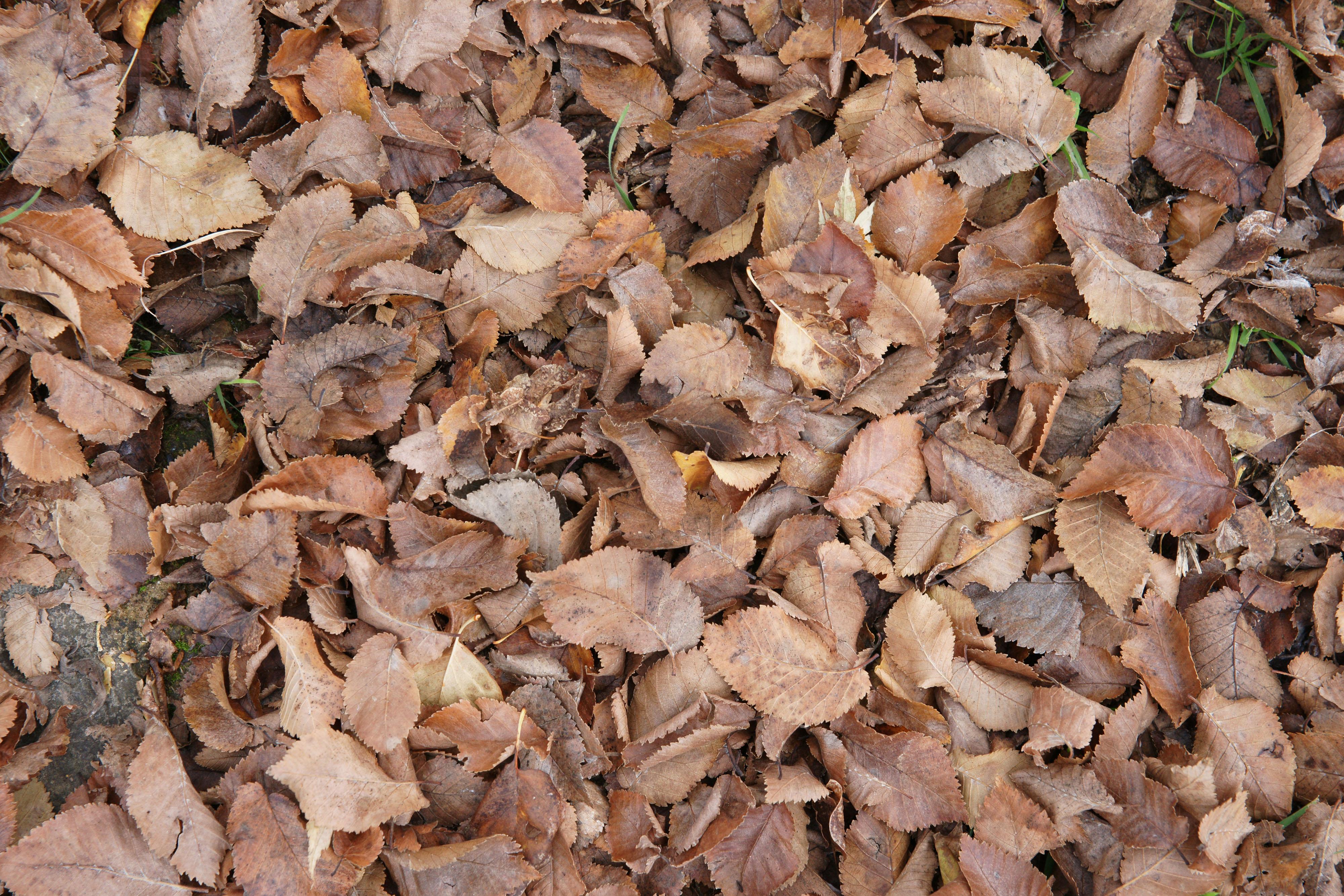 Сухие опавшие листья