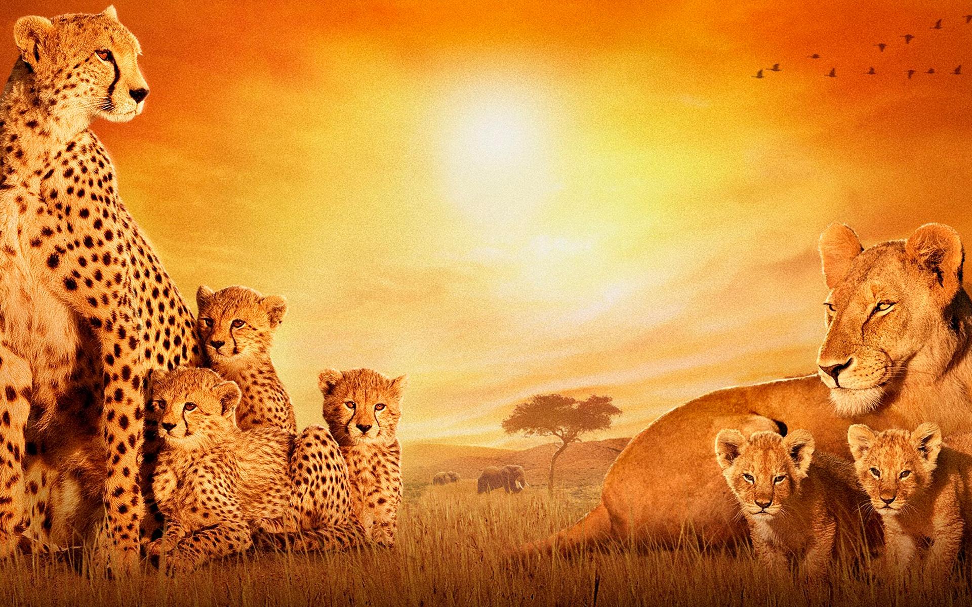 1920x1200 African Wallpaper for Walls