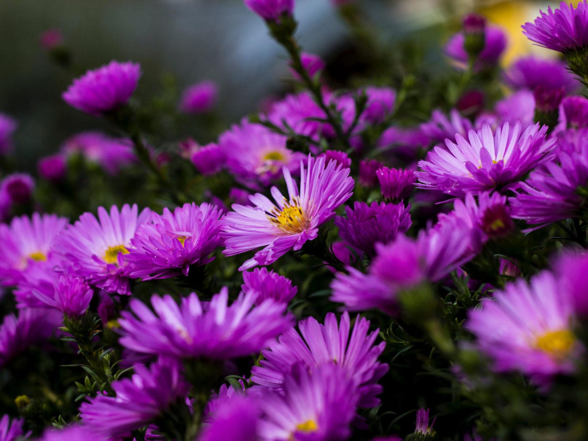 Purple Flower Laptop Wallpapers - Top Free Purple Flower Laptop