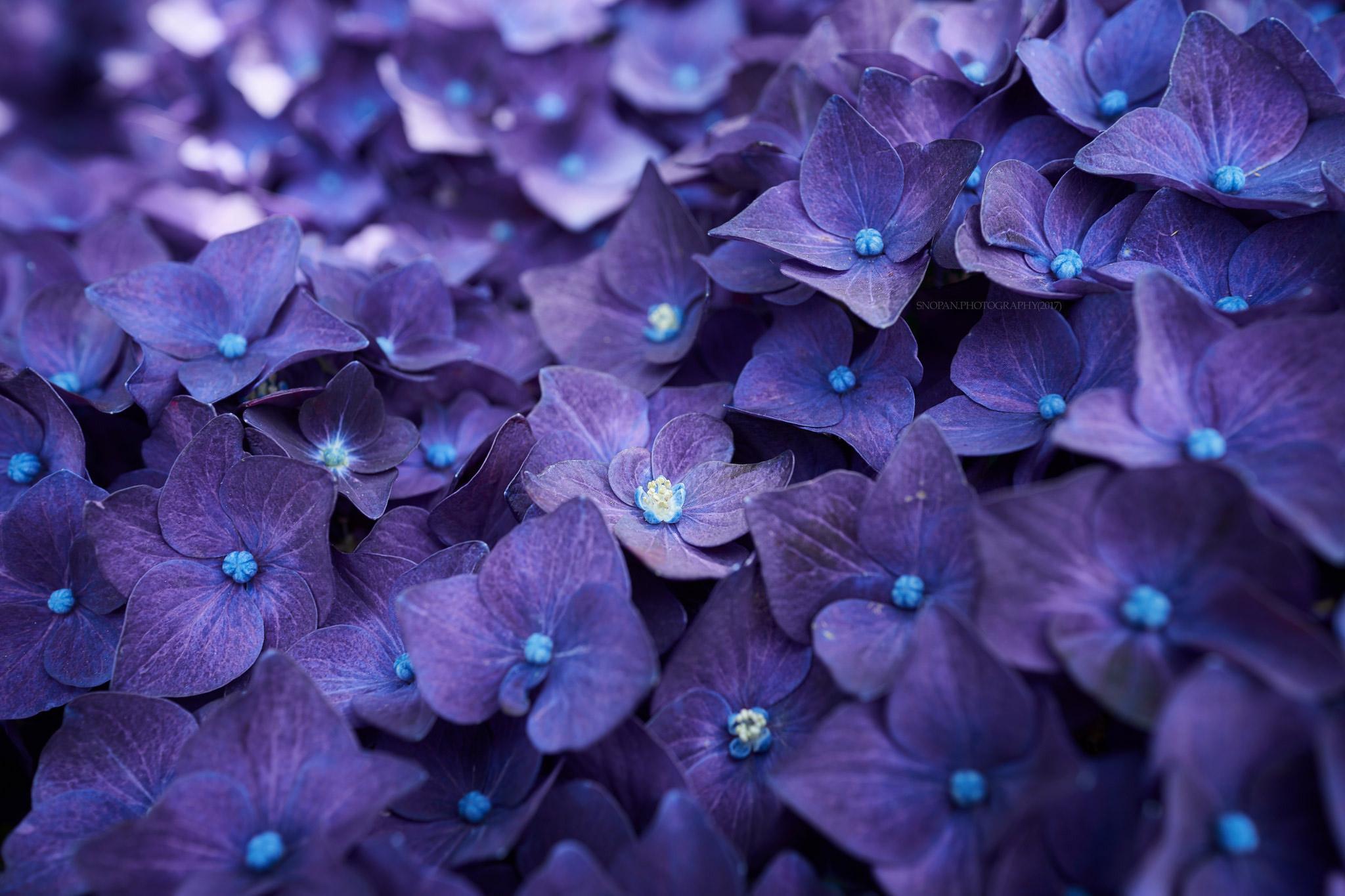 2048x1365 Hydrangea Violet Flowers Laptop HD HD 4k Wallpaper, Image, Background, Photo and Picture