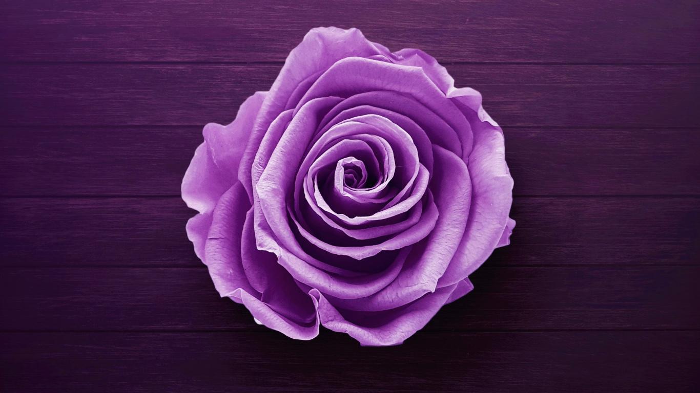 1366x768 Download Purple flower, rose wallpaper, 1366x Tablet, laptop
