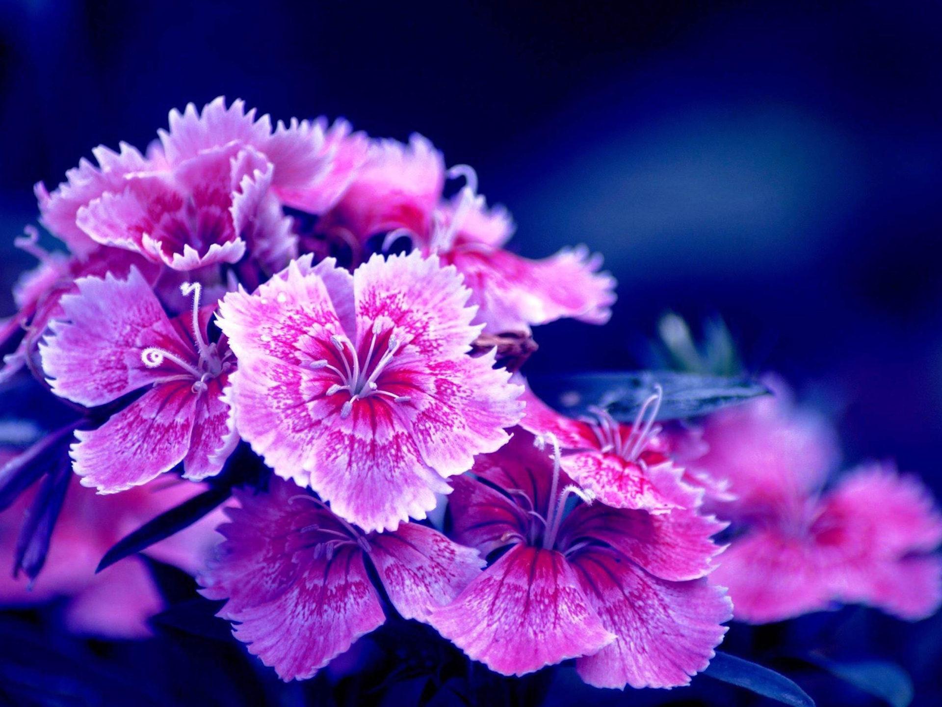 1920x1440 Turkish Carnation Purple Flower Wallpaper For Desktop Laptop Tablet And Mobile Phones :