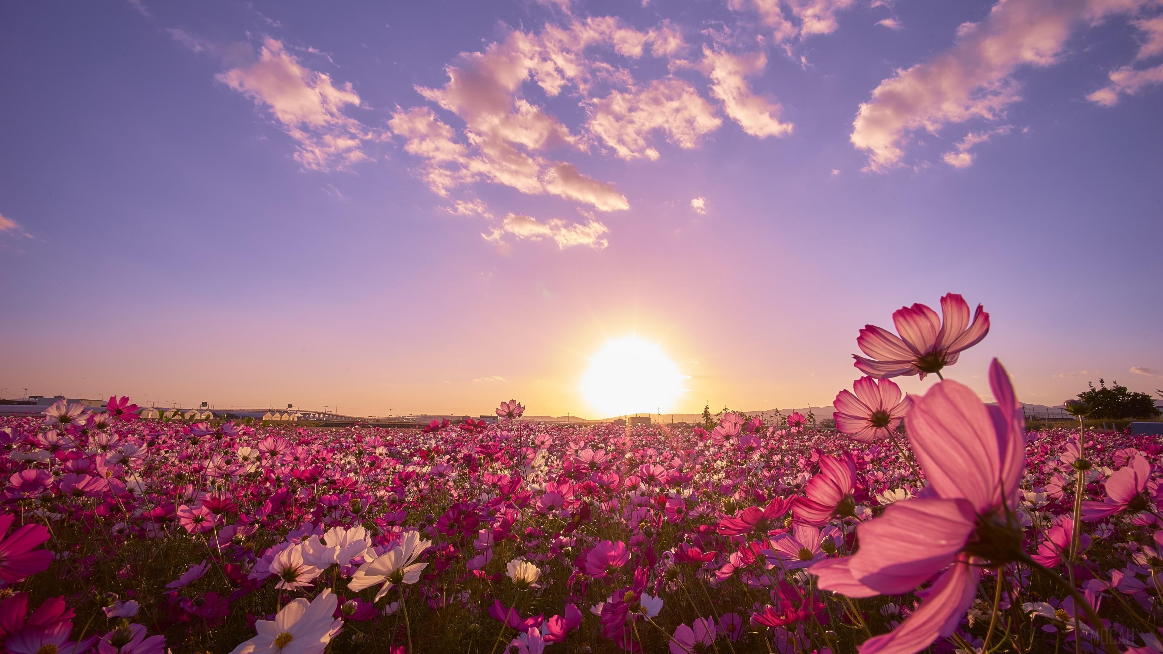 3840x2160 Purple Flower HD wallpaper, Background