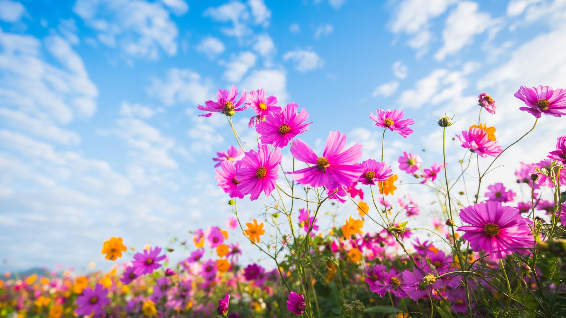 Purple Flower Laptop Wallpapers - Top Free Purple Flower Laptop ...