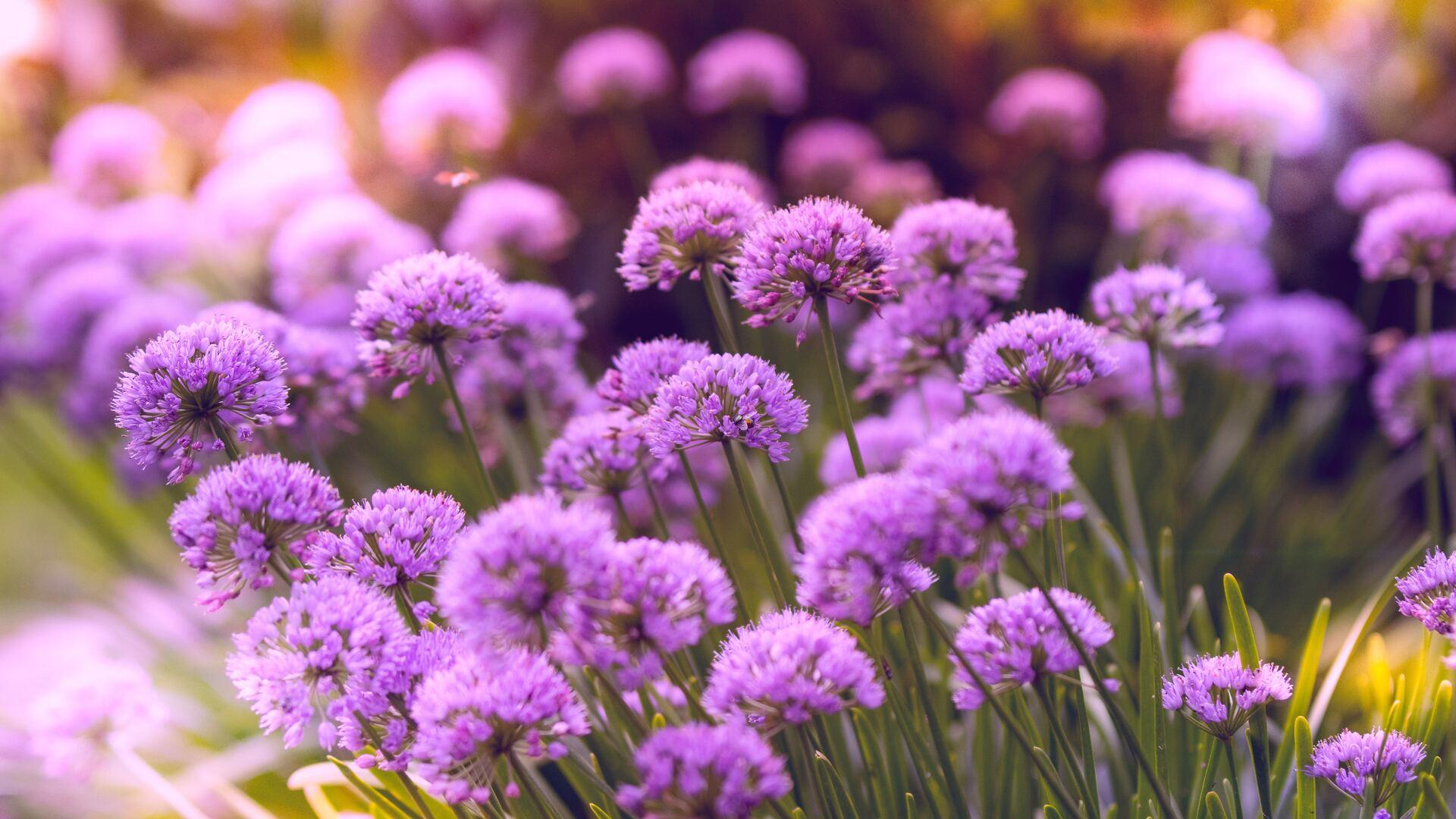 1920x1080 Purple Flowers 5k Laptop Full HD 1080P HD 4k Wallpaper, Image, Background, Photo and Picture