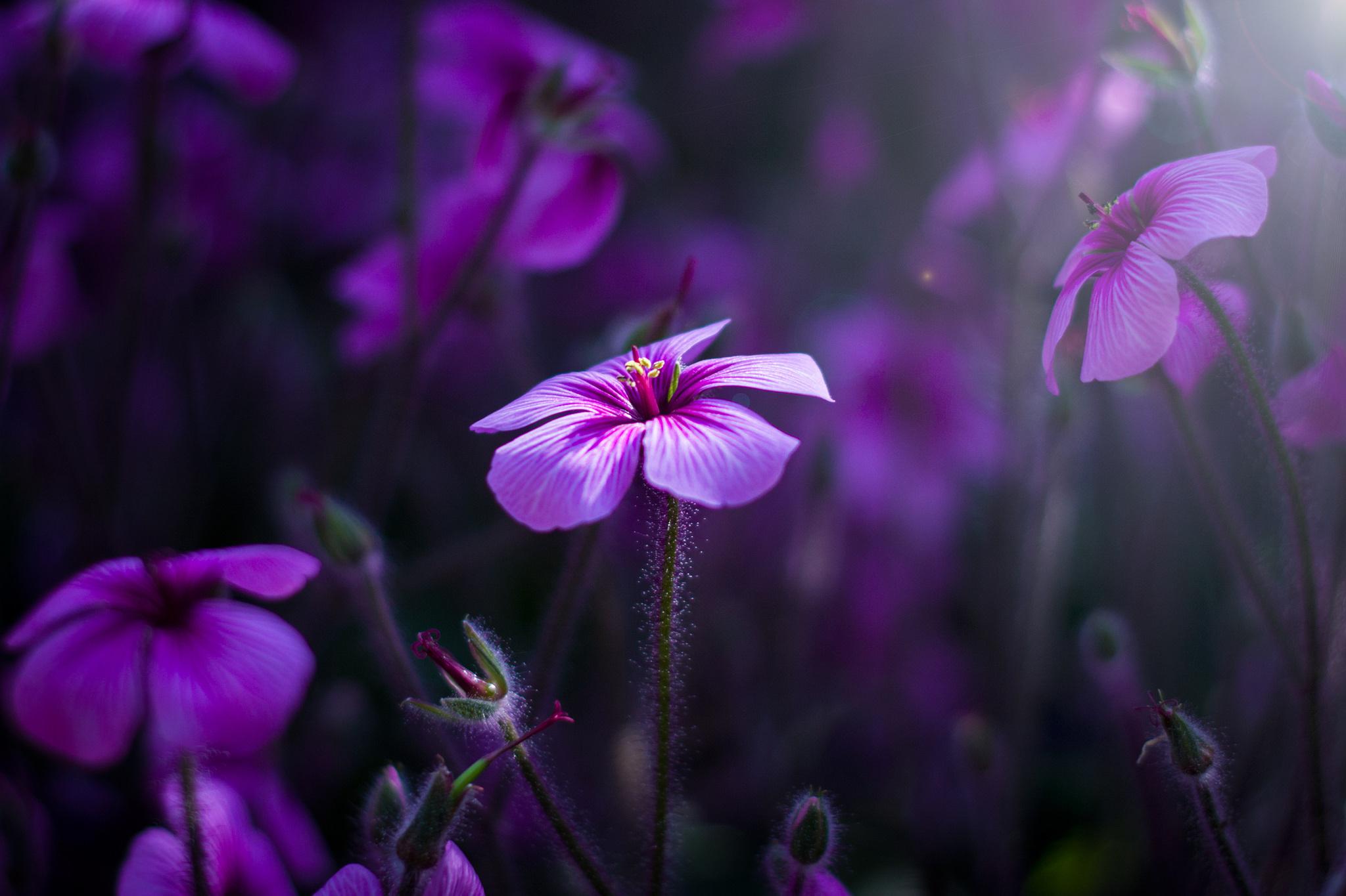 Purple Flower Laptop Wallpapers - Top Free Purple Flower Laptop