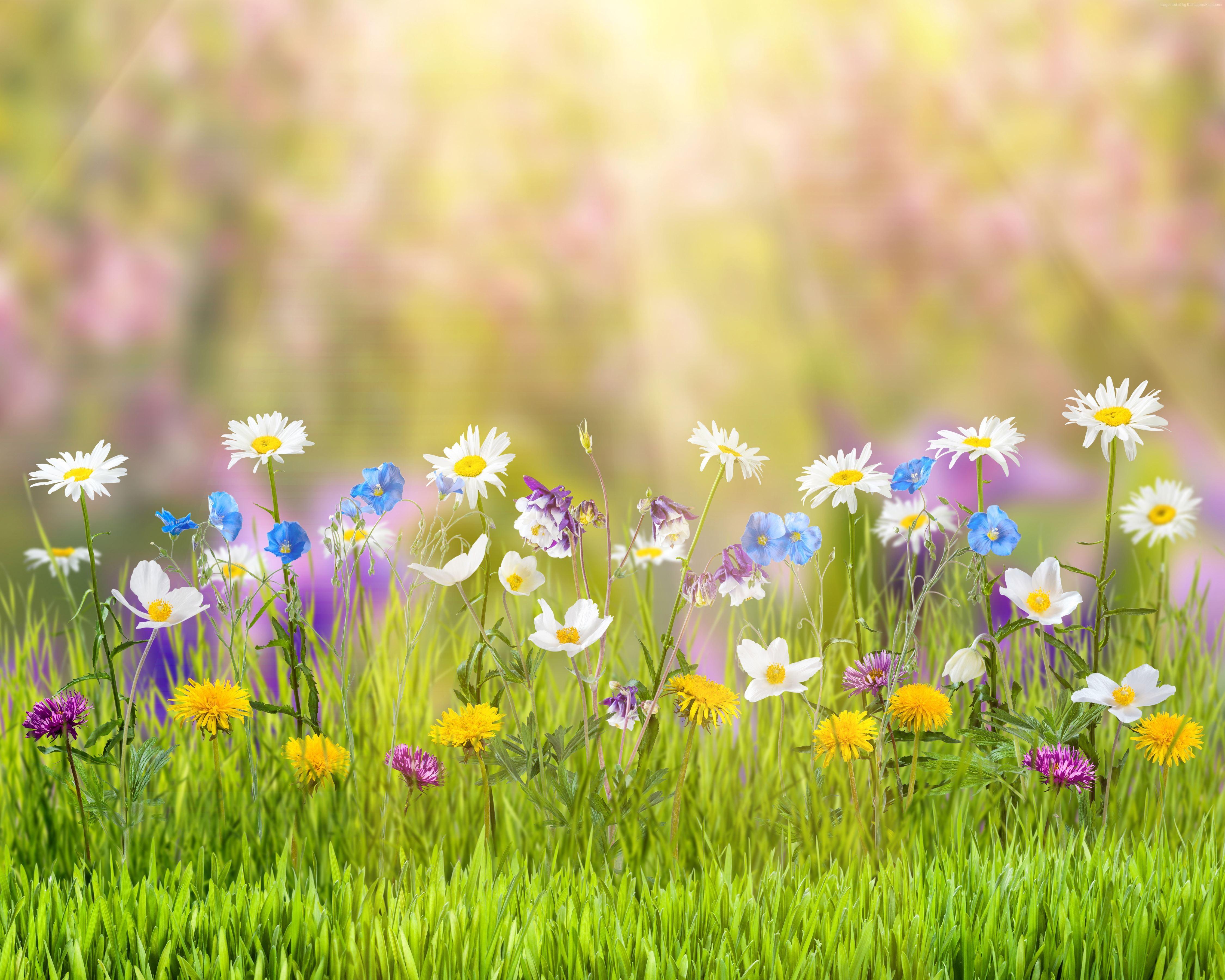 4500x3600 k, k wallpaper, #spring, #flower, #field. Mocah HD Wallpaper