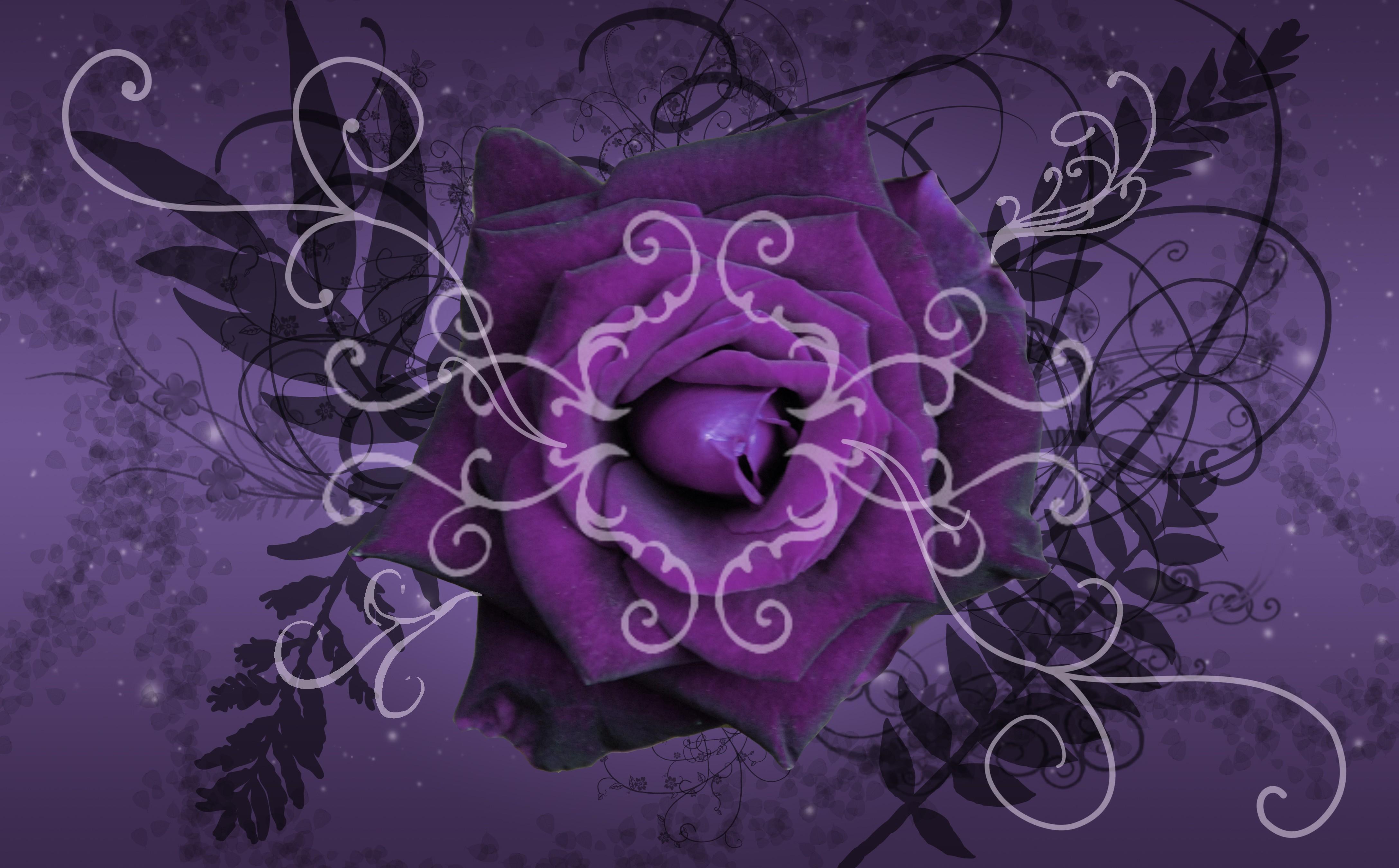 4350x2700 Free download Purple Rose Art Flower HD Wallpaper New HD Wallpaper [4350x2700] for your Desktop, Mobile & Tablet. Explore Purple Flower Wallpaper HD. Purple Wallpaper for Laptop, Purple