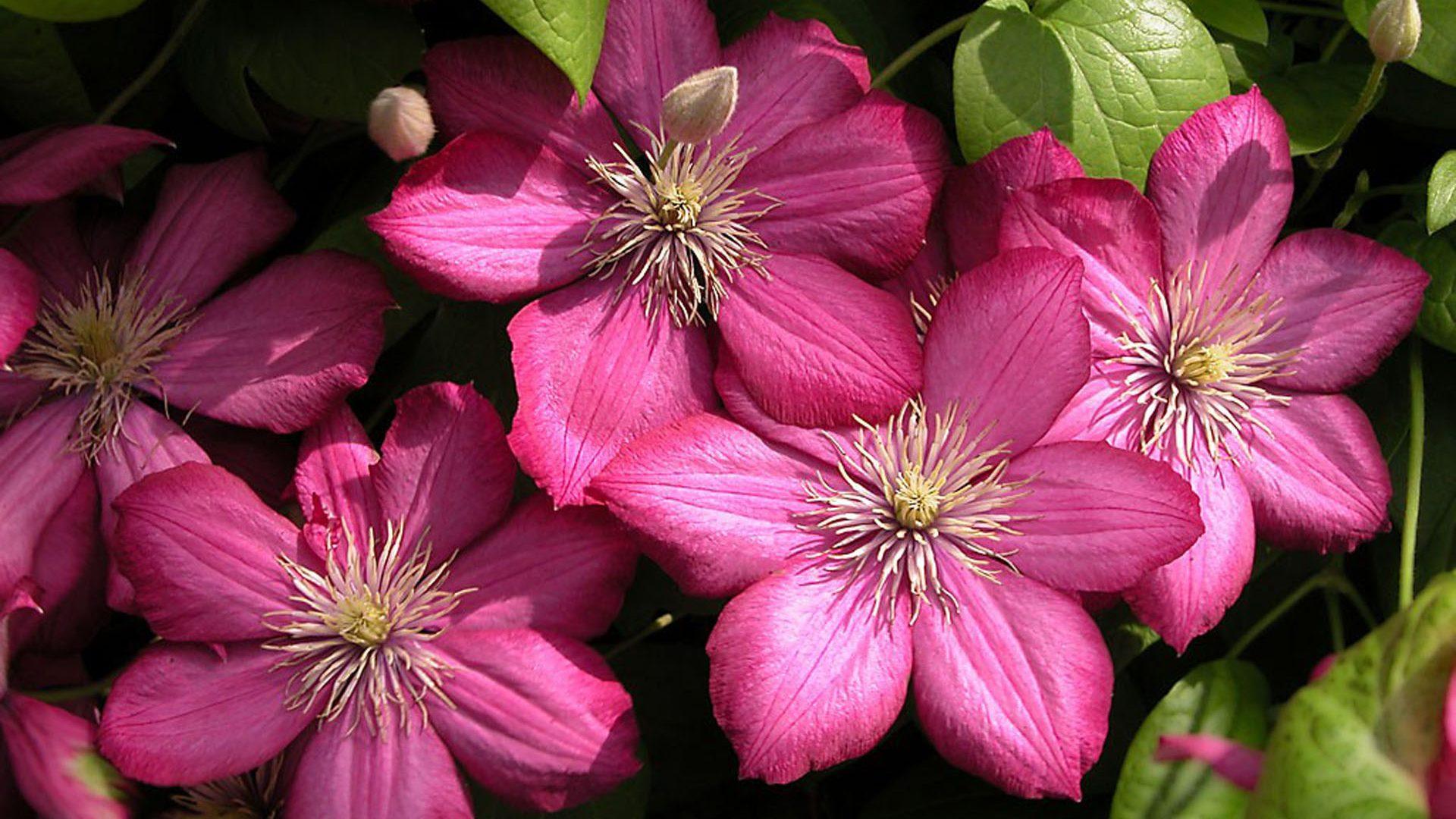 1920x1080 Beautiful Purple Flowers Clematis 'ville De Lyon' HD Wallpaper For Mobile Phones Tablet And Lapx1200 :