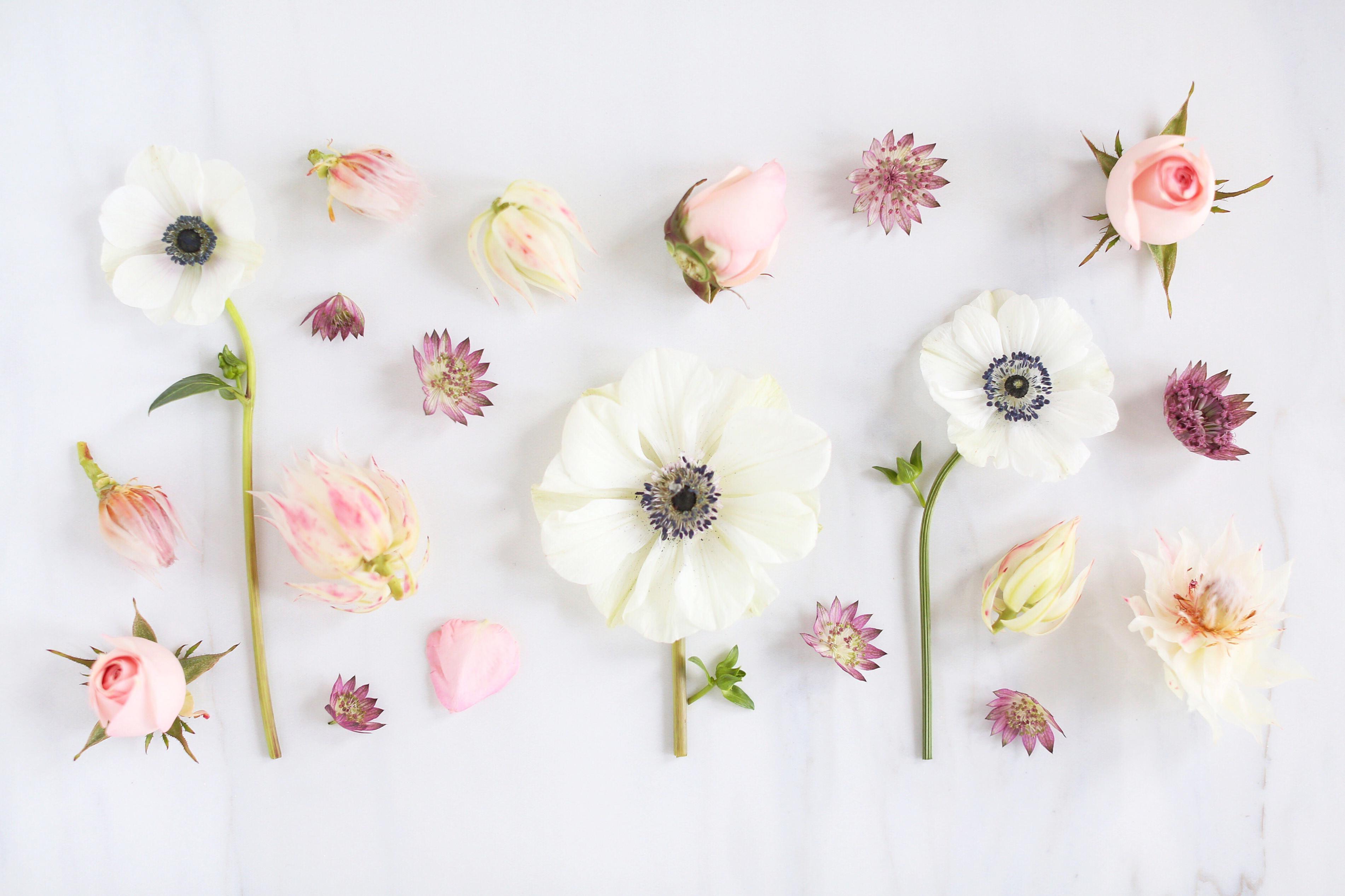 3803x2533 DIGITAL BLOOMS FEBRUARY 2018. FREE DESKTOP WALLPAPERS