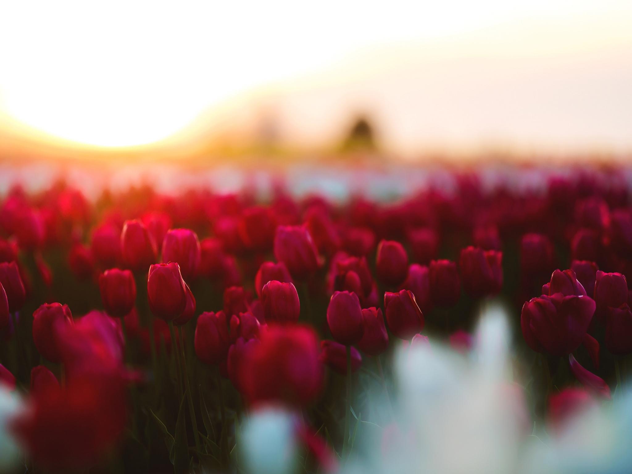 2048x1536 Wallpaper 4k Tulips Flowers Field 4k Wallpaper