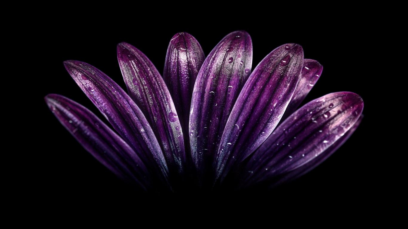 1366x768 Download 1366x768 wallpaper petals, light dark purple, flower, close up, drops, tablet, laptop, 1366x768 HD image, background, 2059
