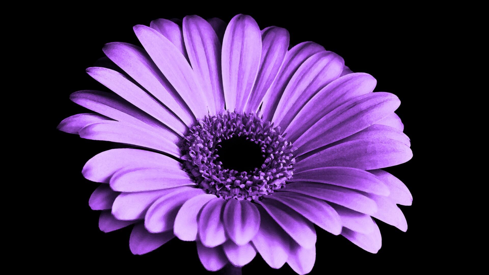 1920x1080 Close Up Of Purple Petaled Flower Laptop Full HD 1080P HD 4k Wallpaper, Image, Background, Photo and Picture