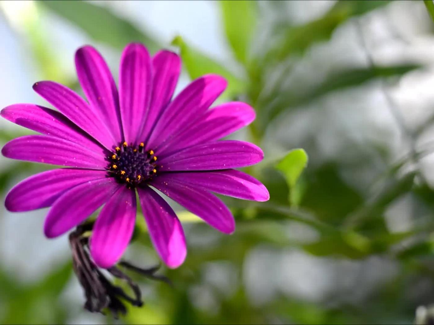 1400x1050 Best HD Wallpaper for Lapp with Pic of Daisy Flower HD Wallpaper for Laptops and Smartphones