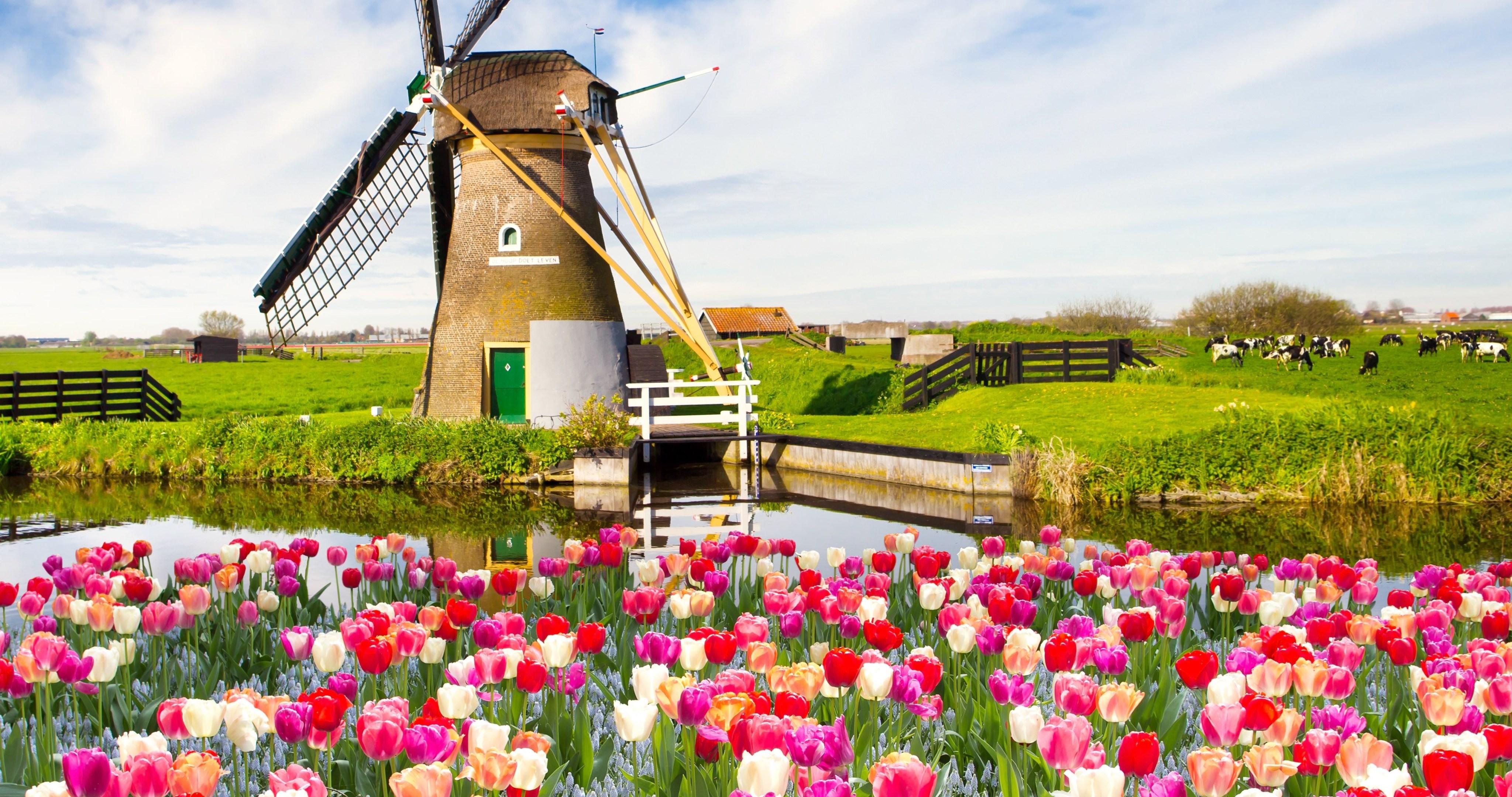 4096x2160 flowers on field 4k ultra HD wallpaper High quality walls
