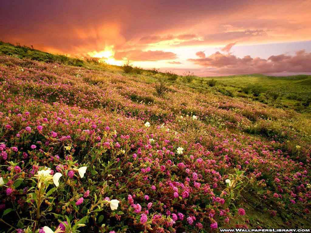 1024x768 Flower Field Wallpaper